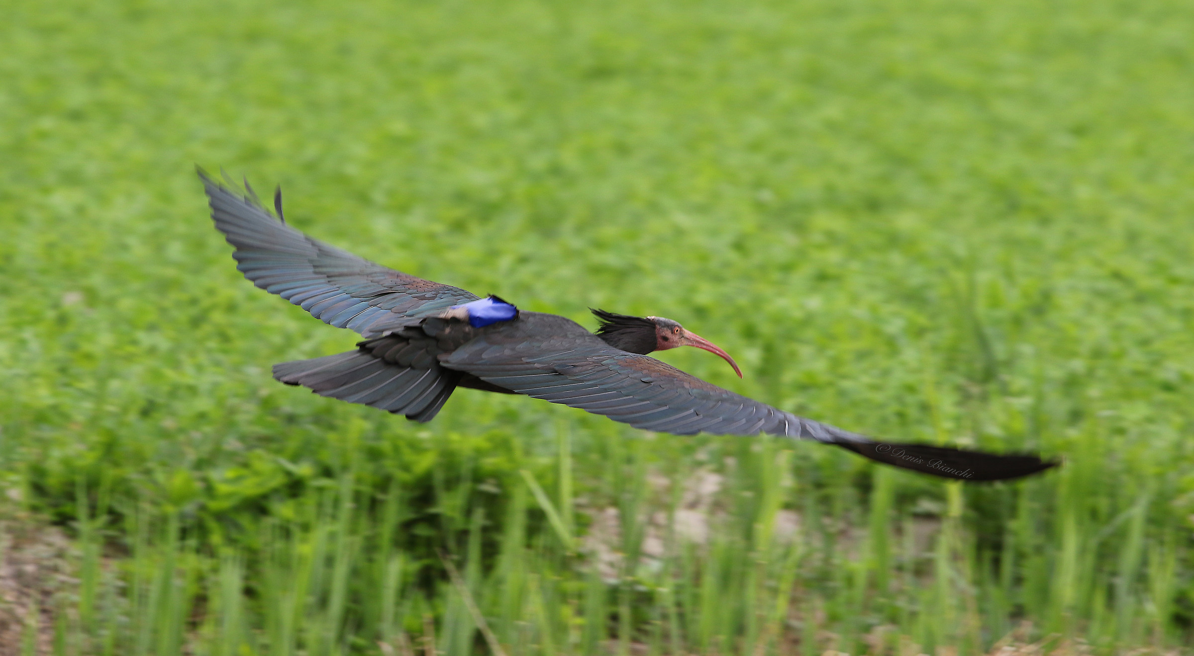 The take off of "Francis" Ibis hermit.
