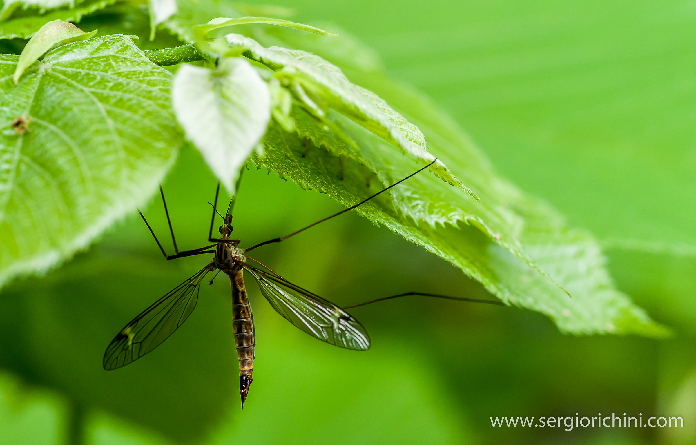 The first sun is hot