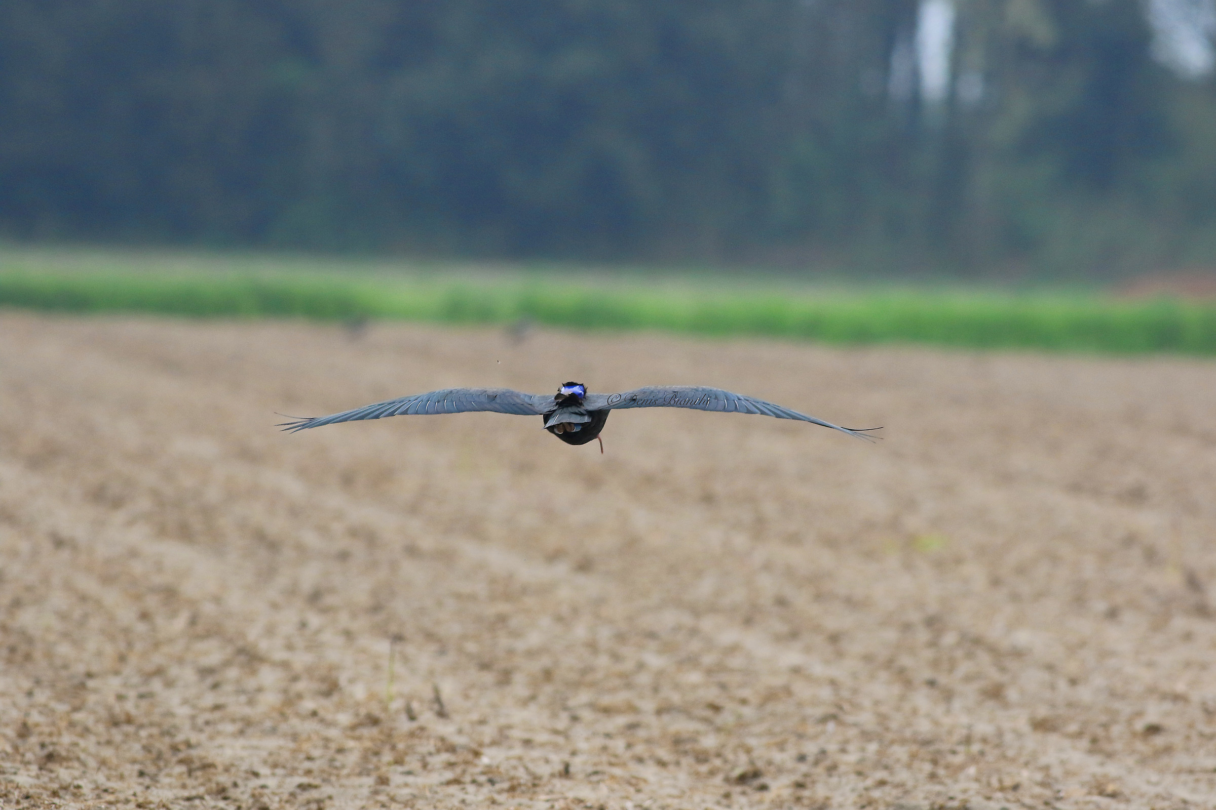 Take off of "Peter" the Hermit Ibis