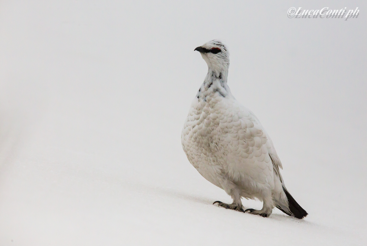 Penice White Male (Valsassina)