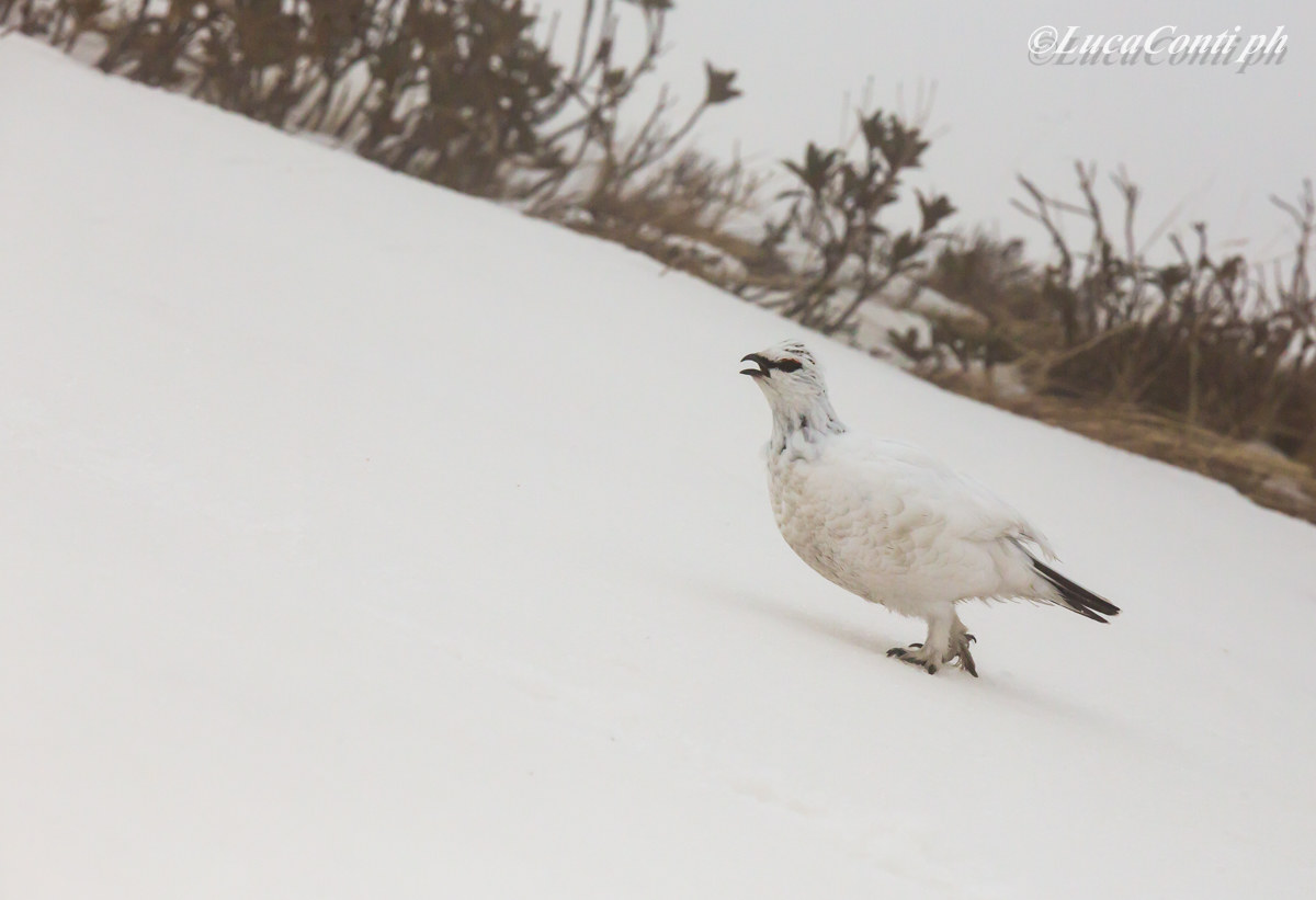Penice White Male (Valsassina)