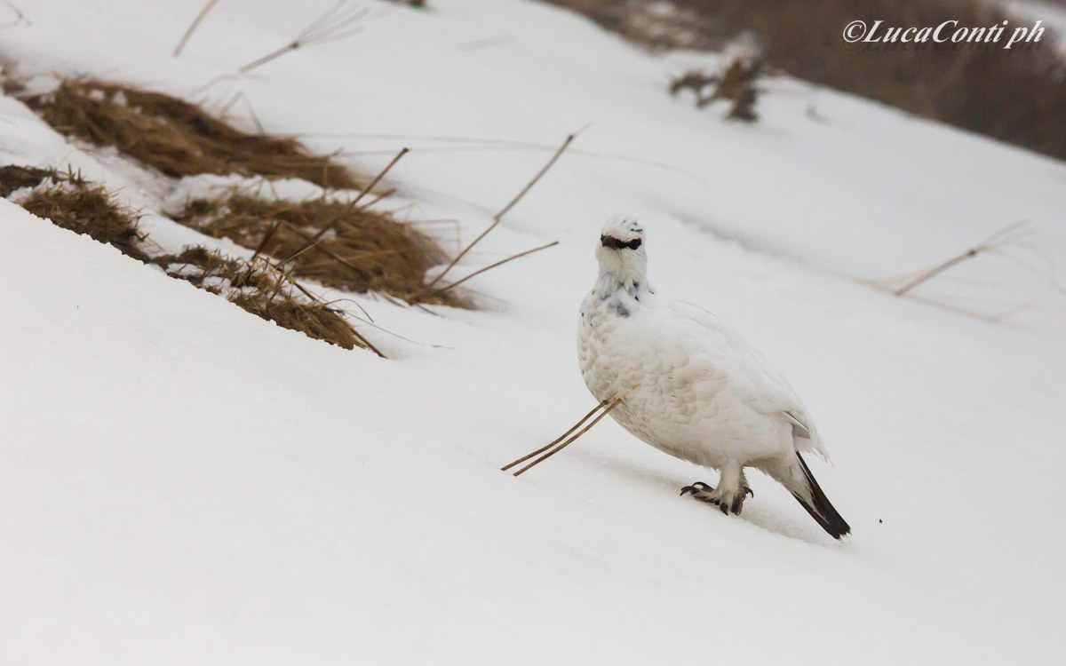 Penice White Male (Valsassina)