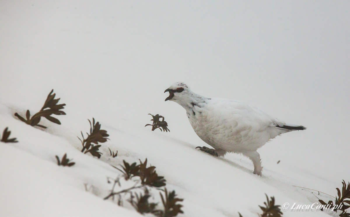 Penice White Male (Valsassina)