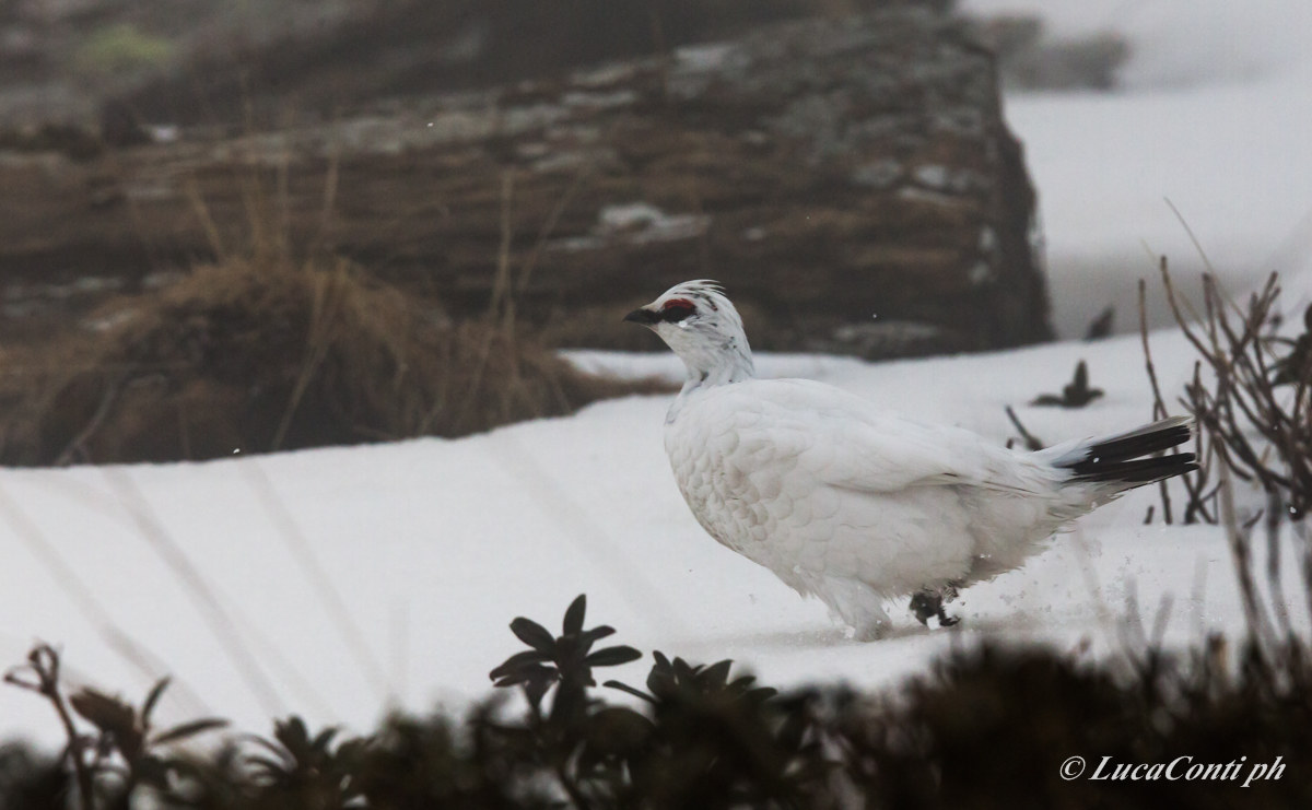 Penice White Male (Valsassina)