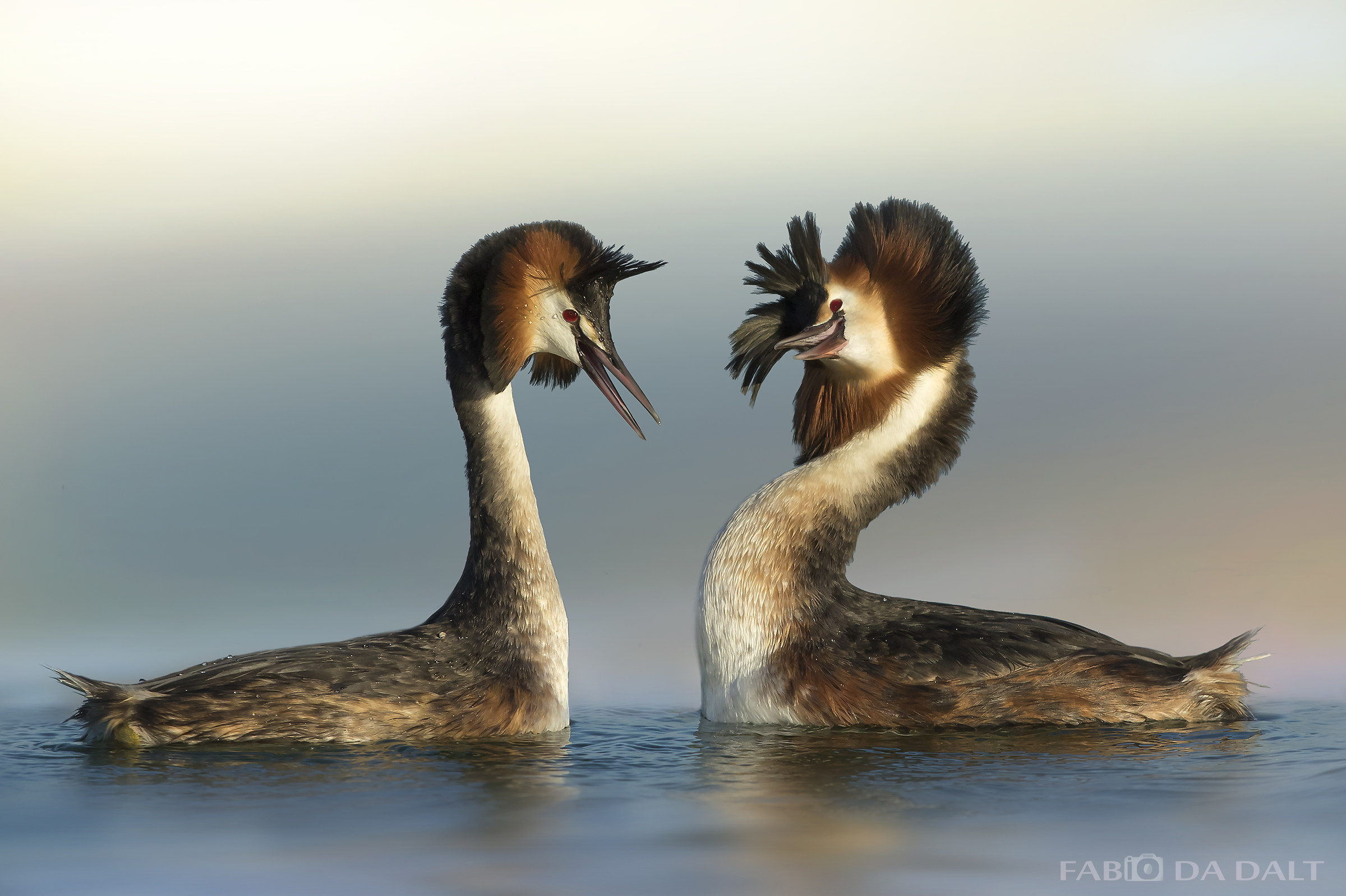 Great Crested Grebe