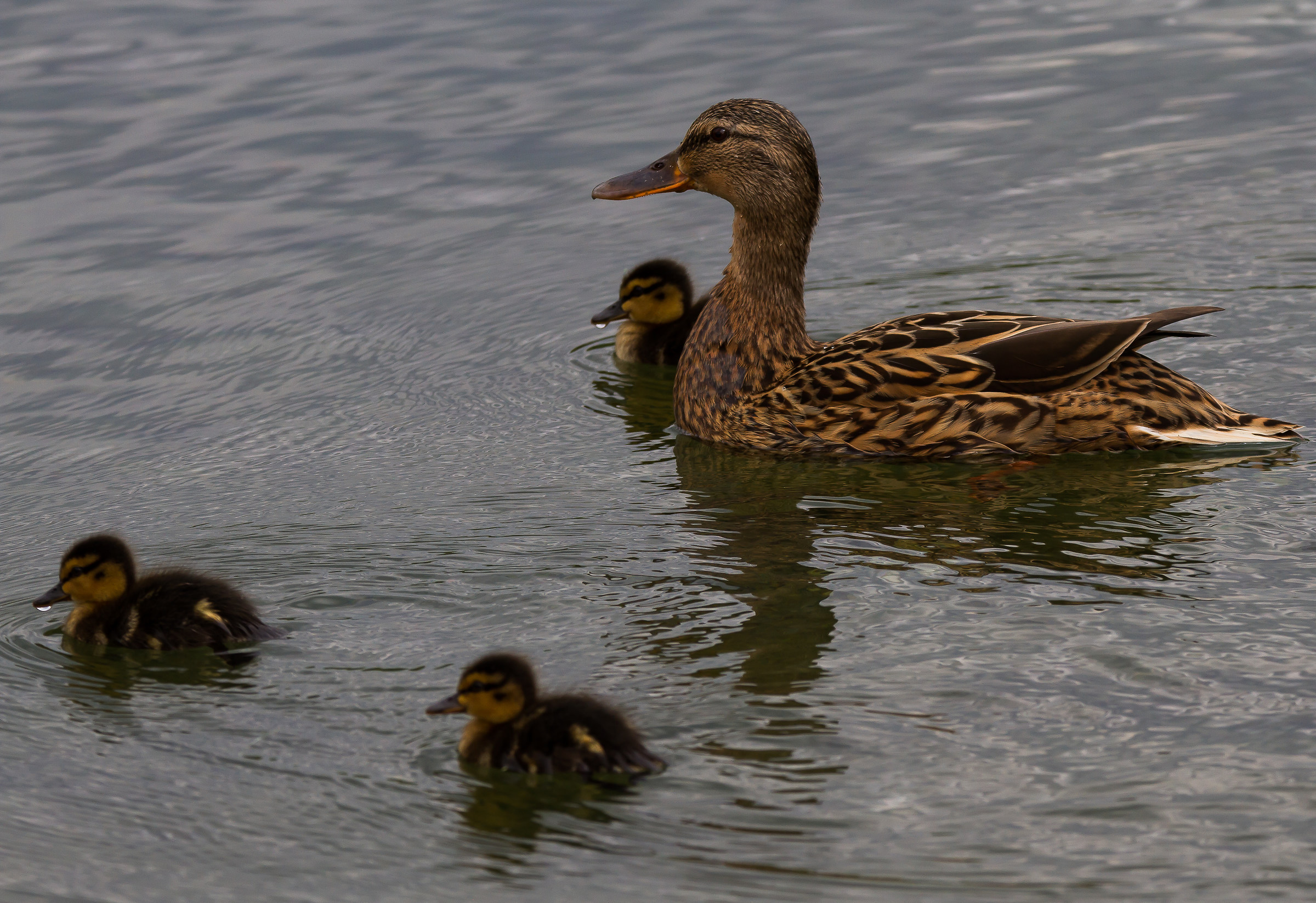 Piccoli , pulitevi il naso !