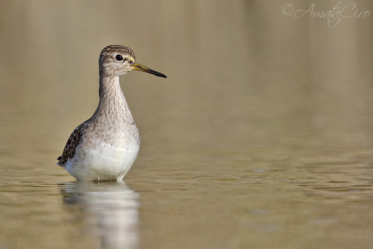 Wood Sandpiper