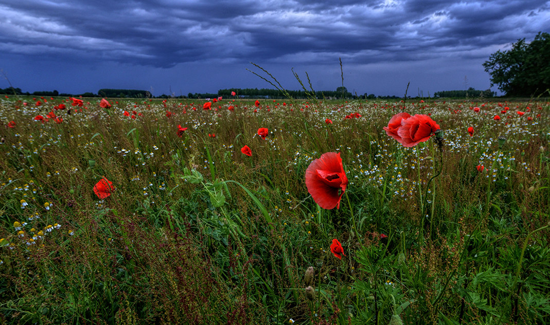 Field of Poppies
