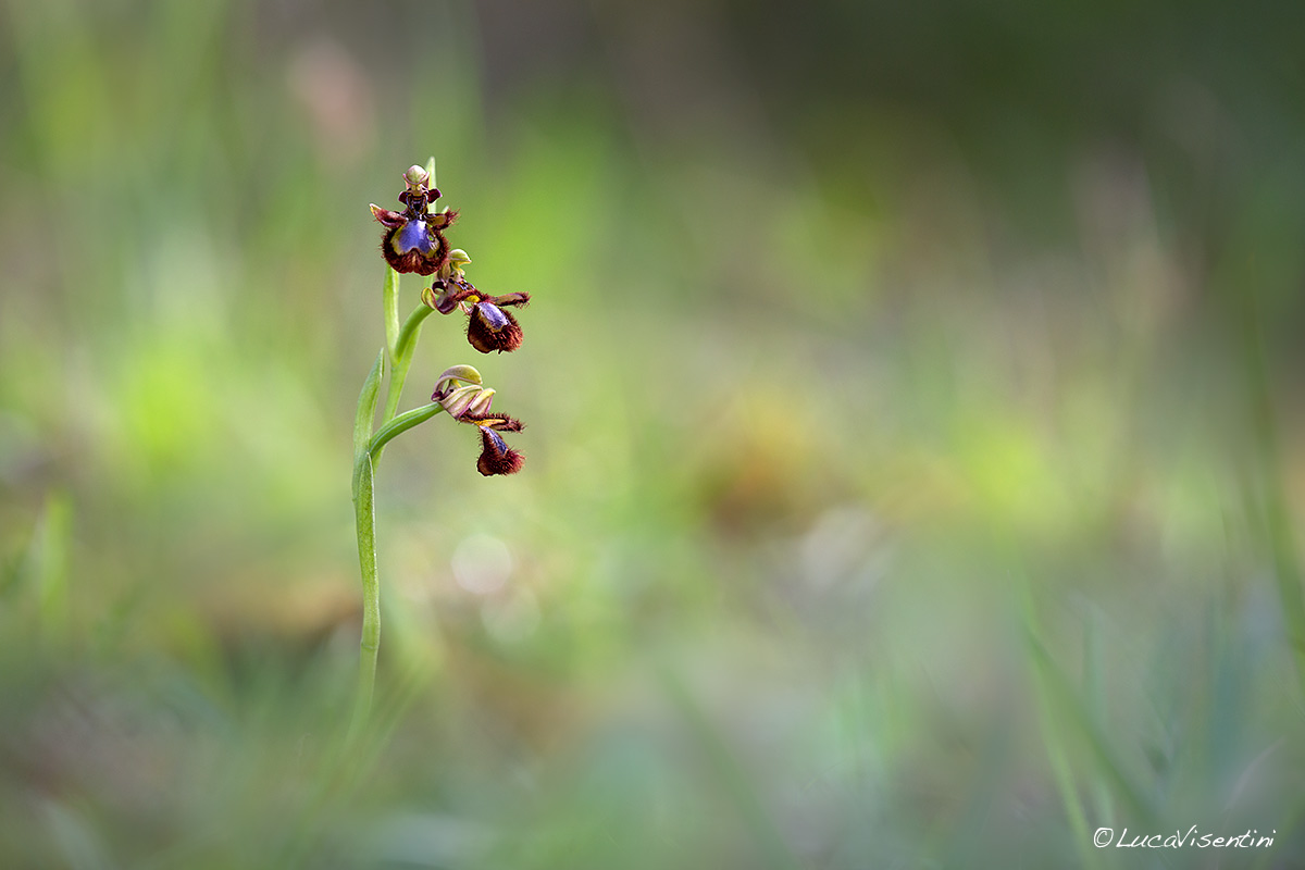 Ophrys speculum