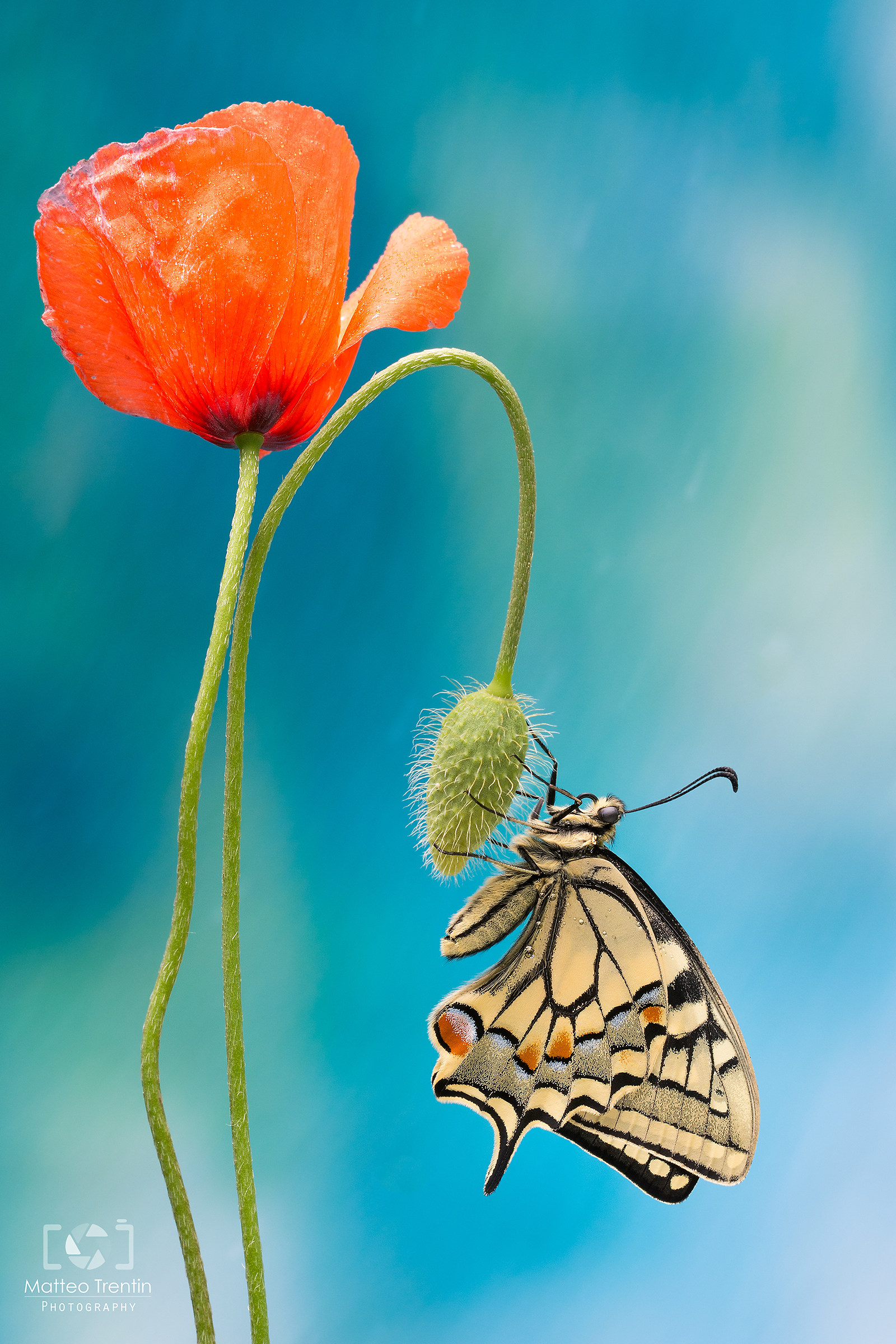 Flower and butterfly