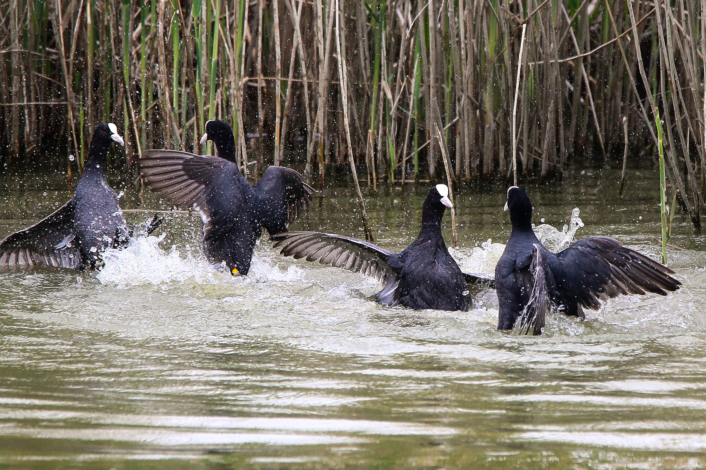 Coots fighting