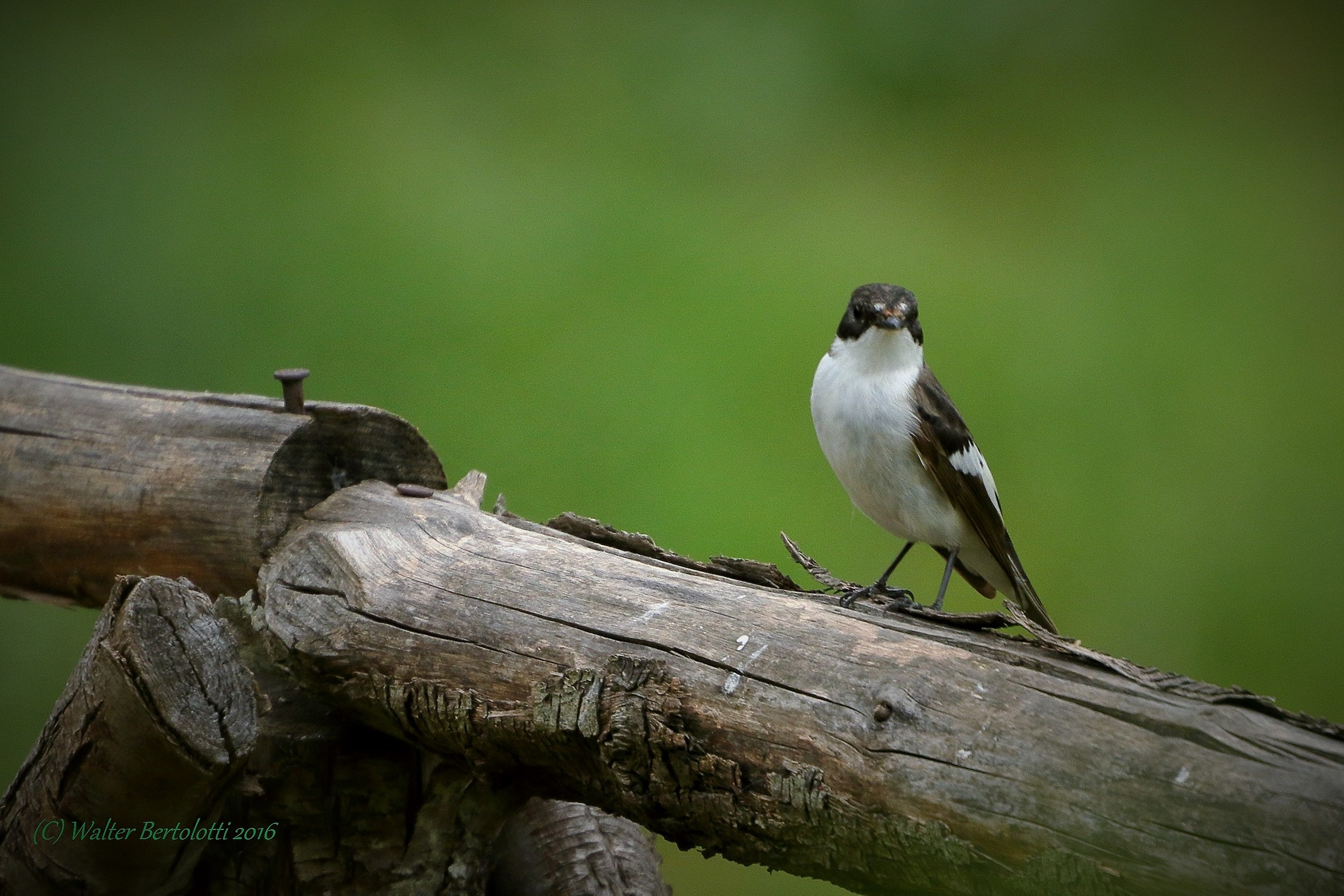 Balia Nera (Ficedula hypoleuca)
