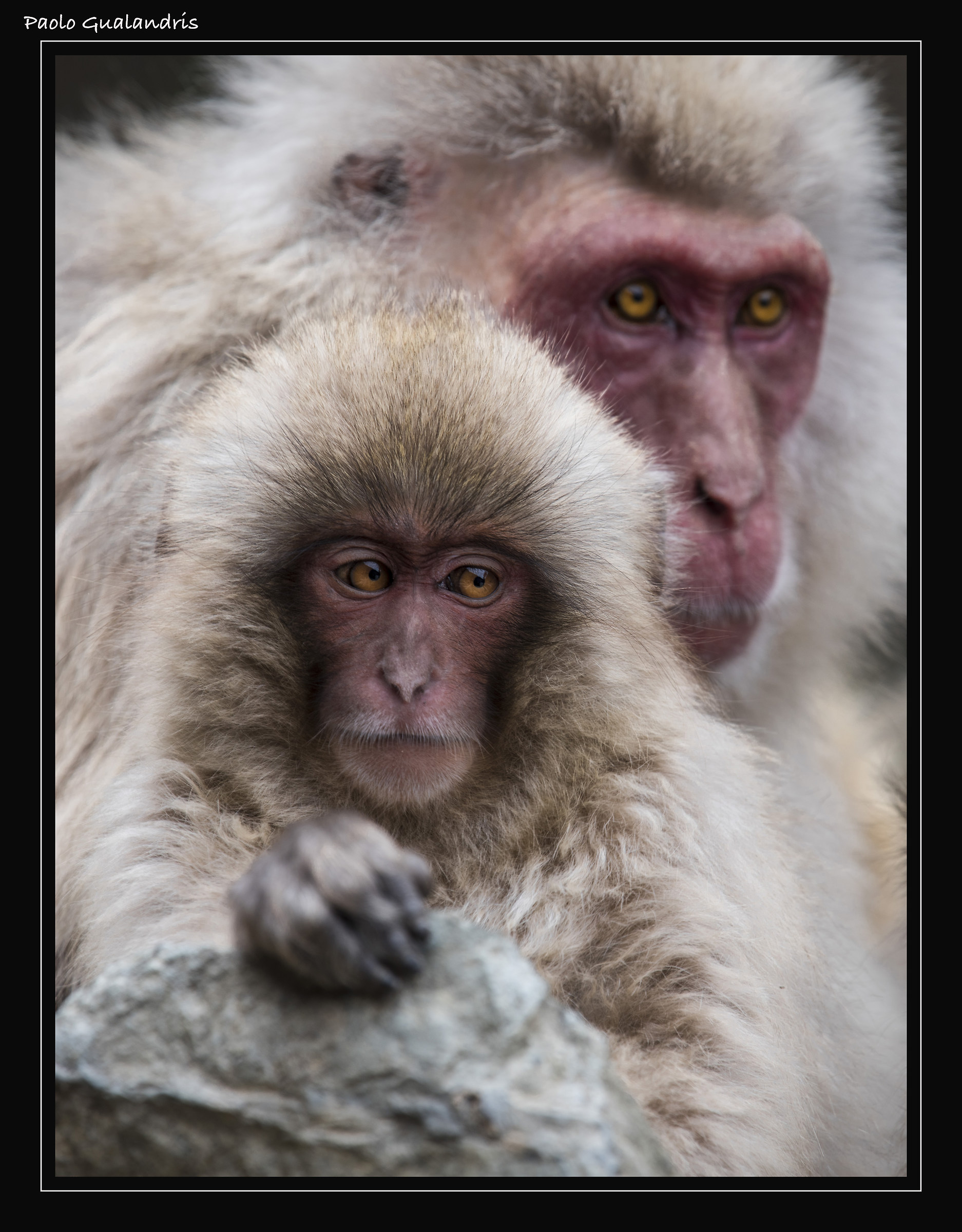 Snow Monkey's - Japan