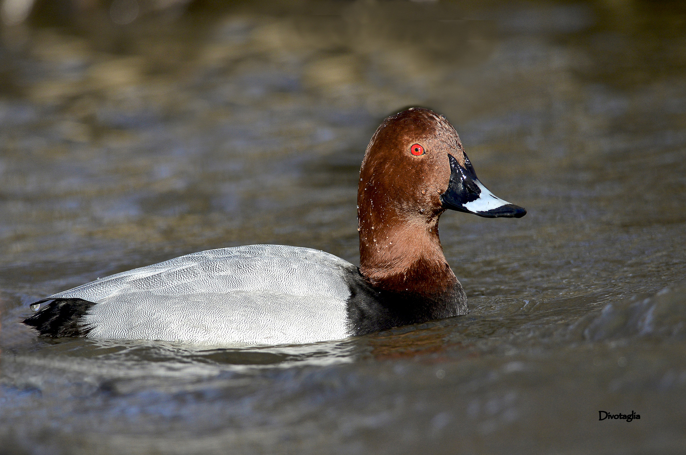 the male Pochard