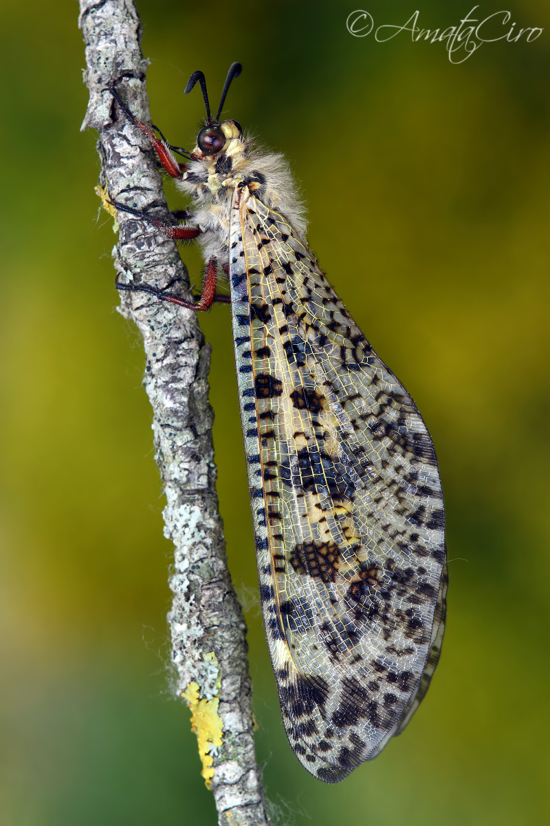 Palpares libelluloides