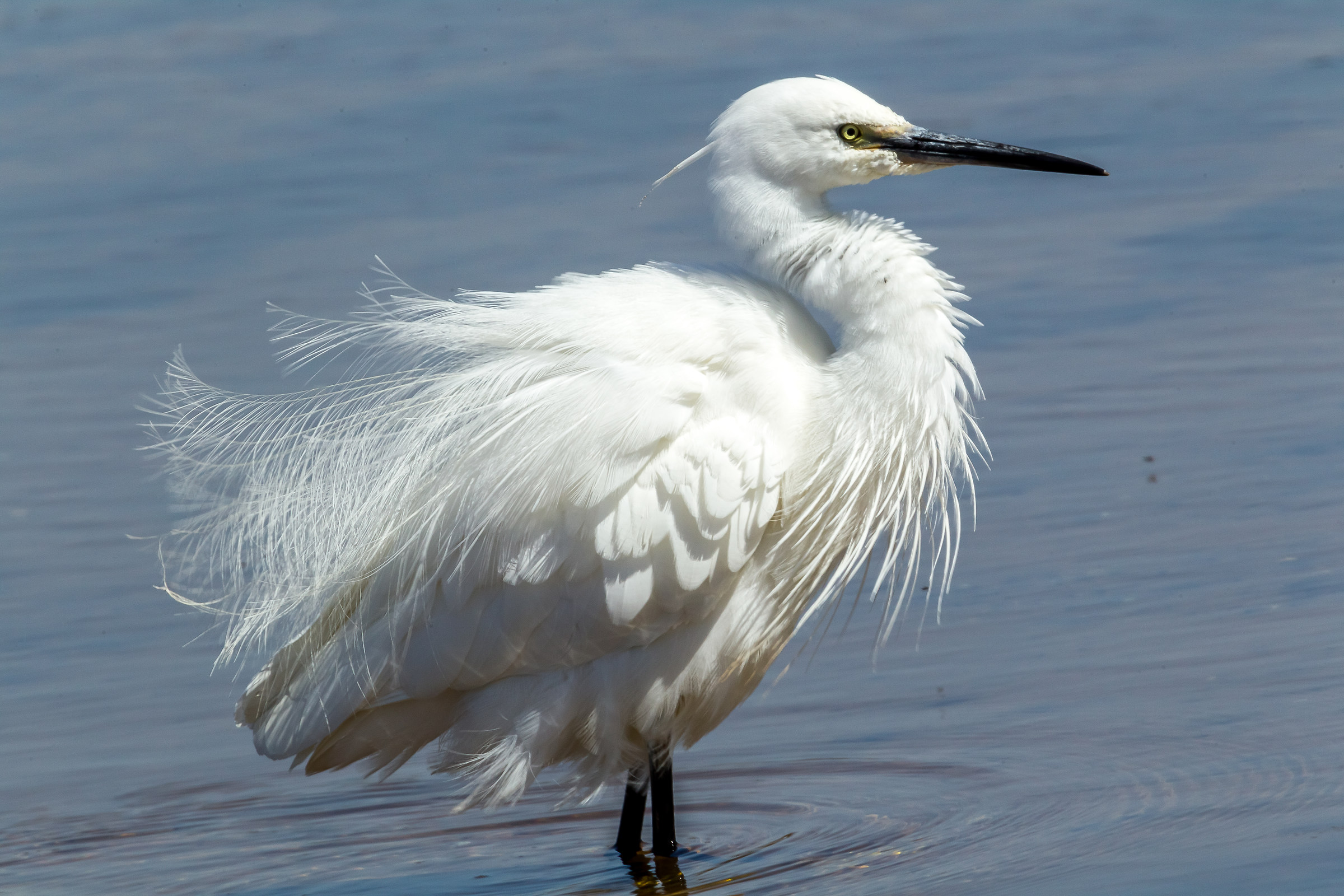 love egret