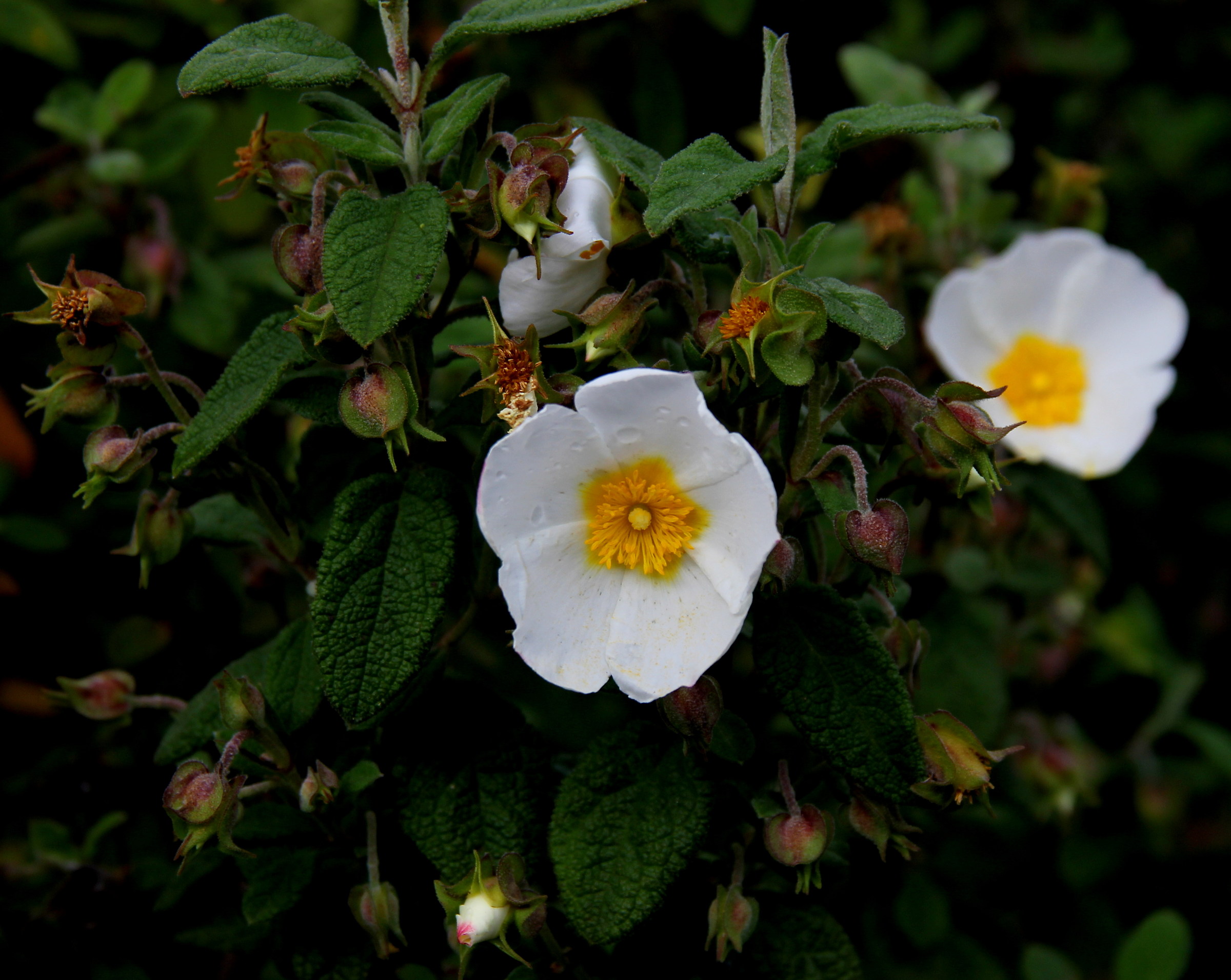 Inflorescence of cistus