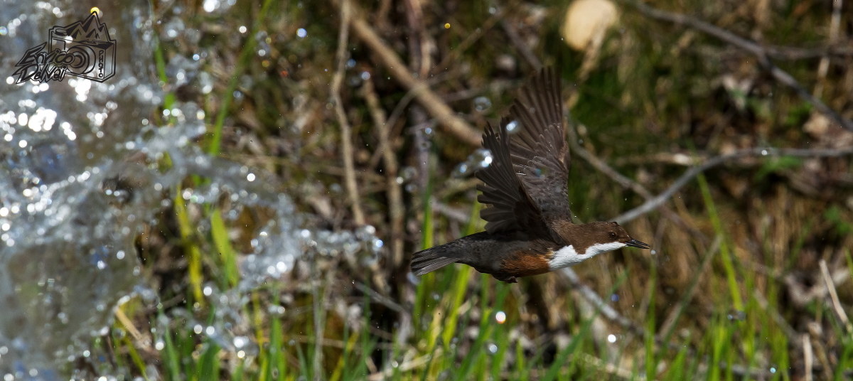 Flying over the river ...