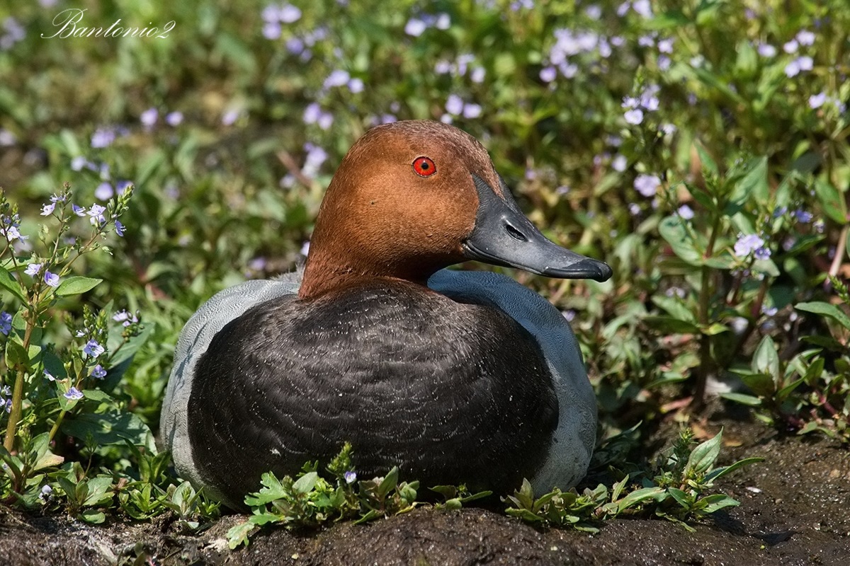 Ritratto di Moriglione.