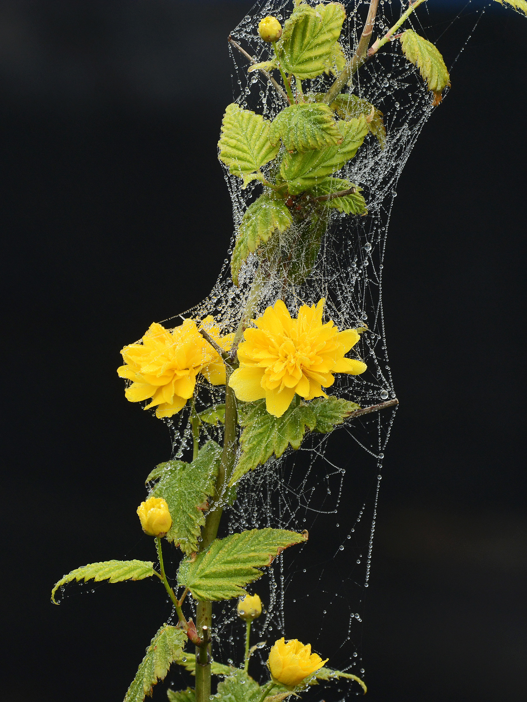 Canvas in the Spider