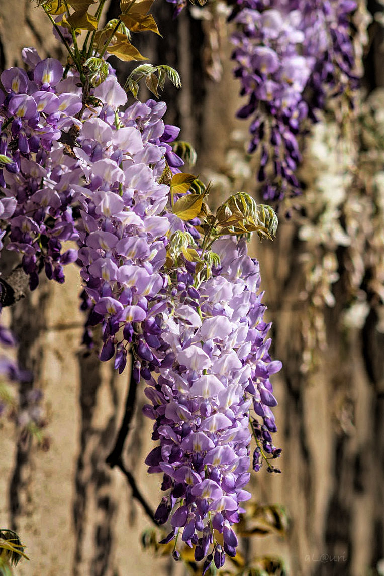 Wisteria