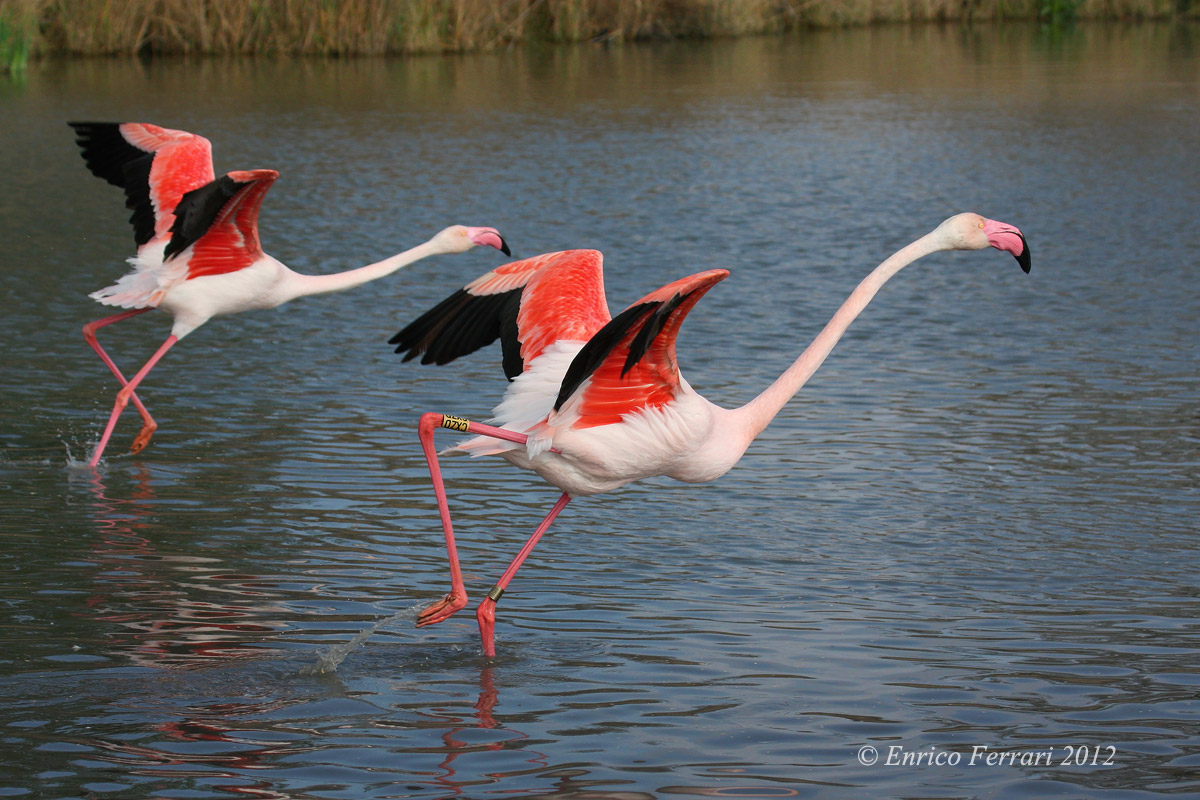 Phoenicopterus roseus - Couple