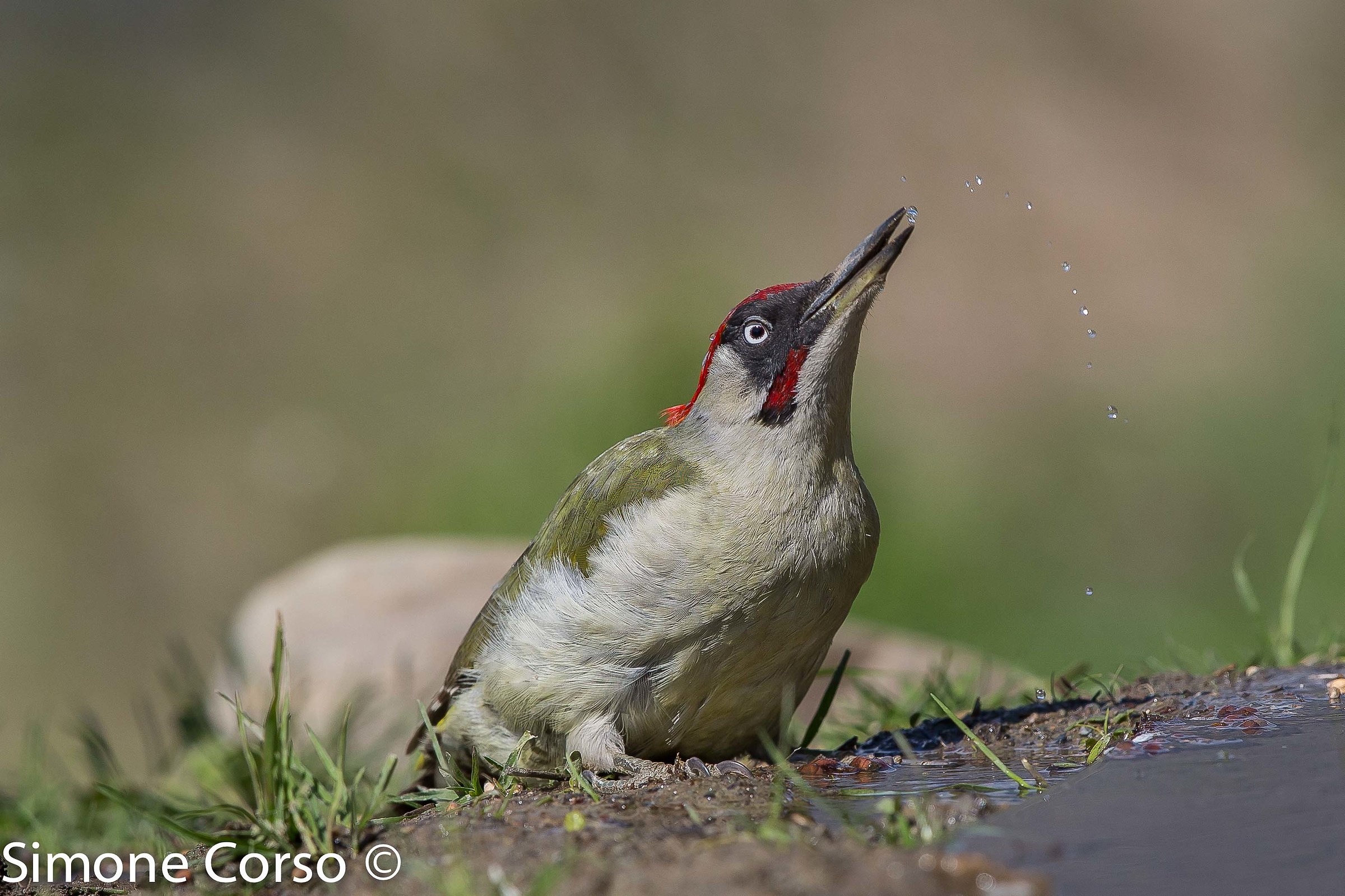 Green woodpecker