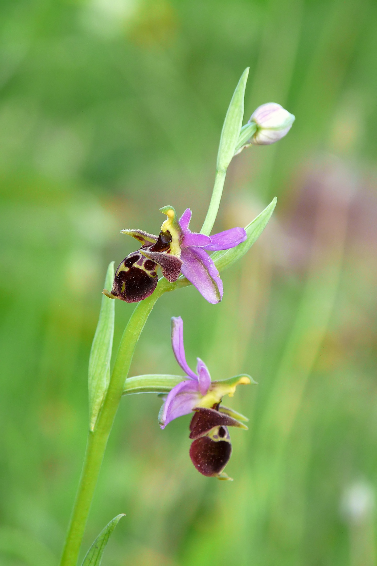 Ophrys oestrifera subsp. montis-Gargani