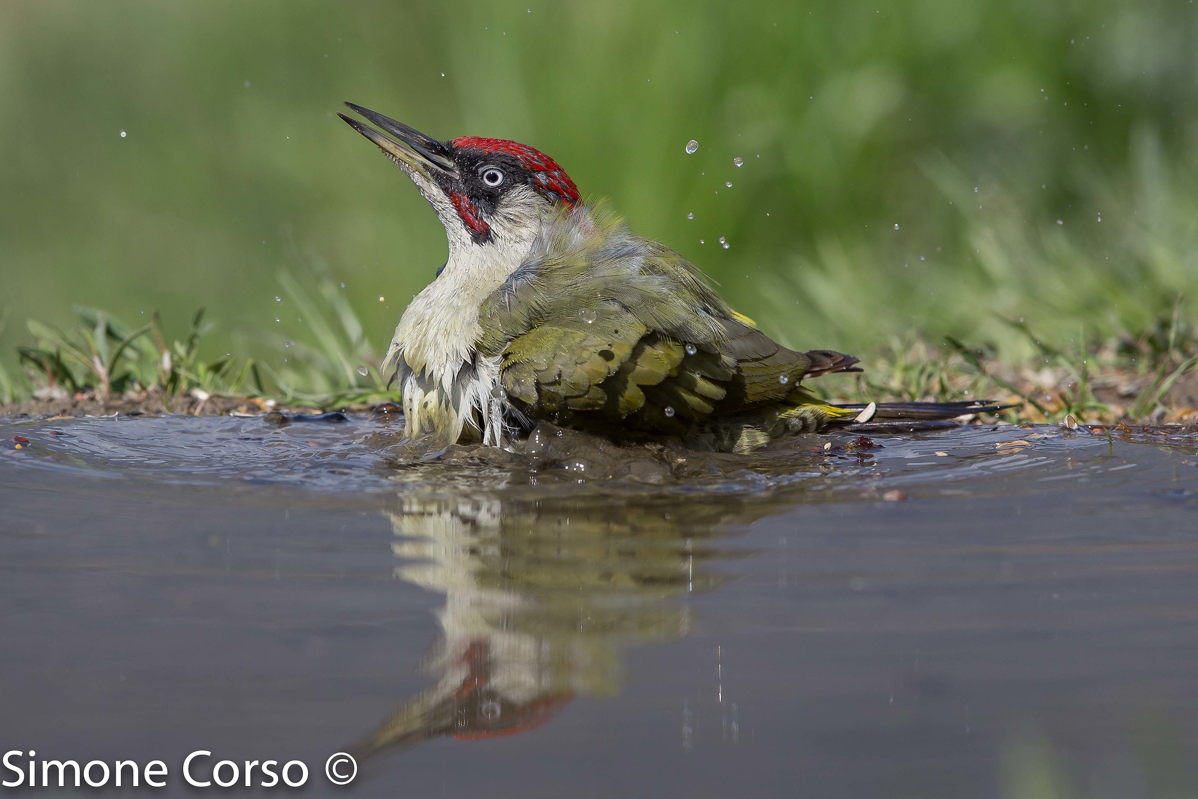Green woodpecker