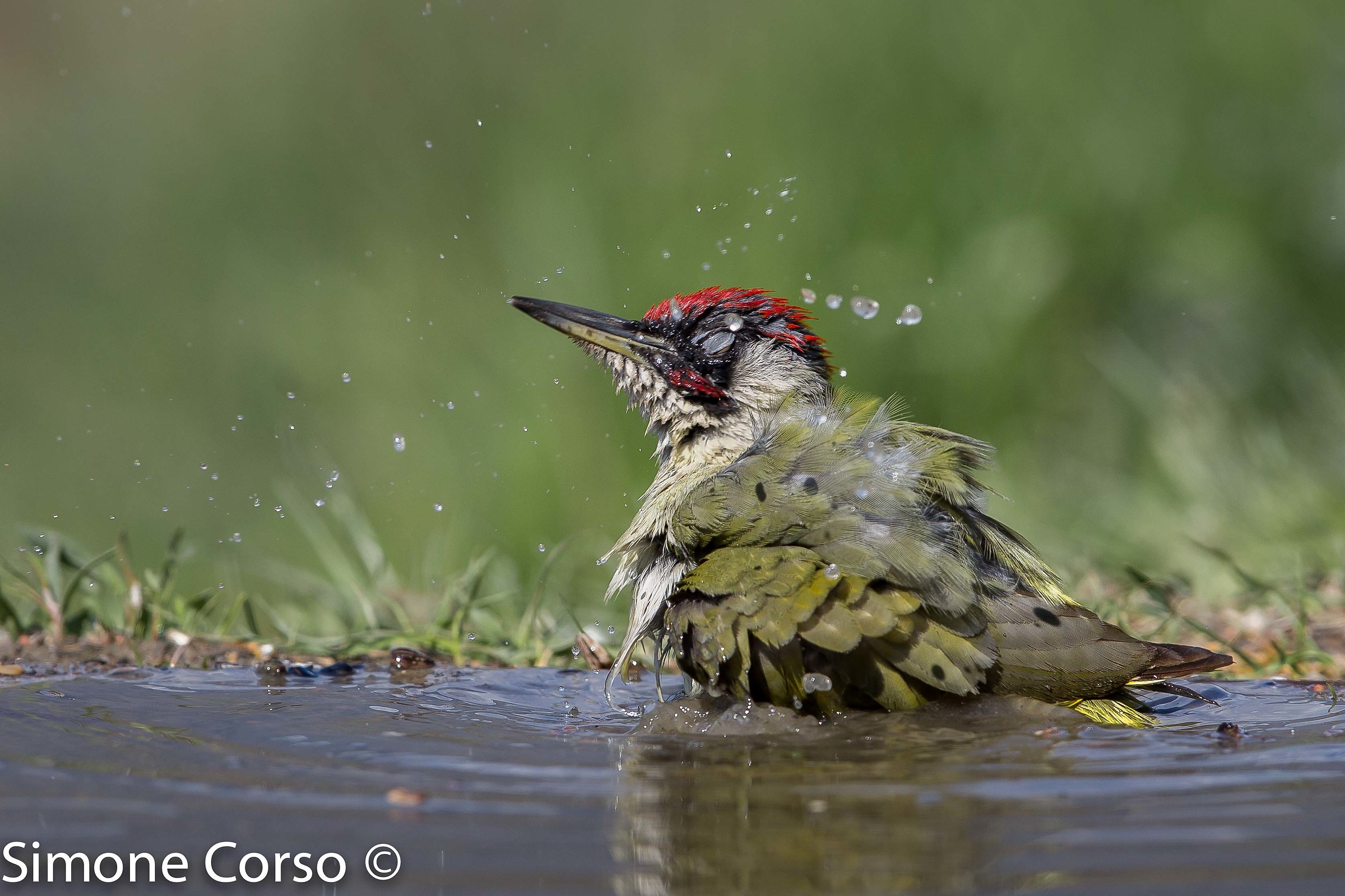 Green woodpecker