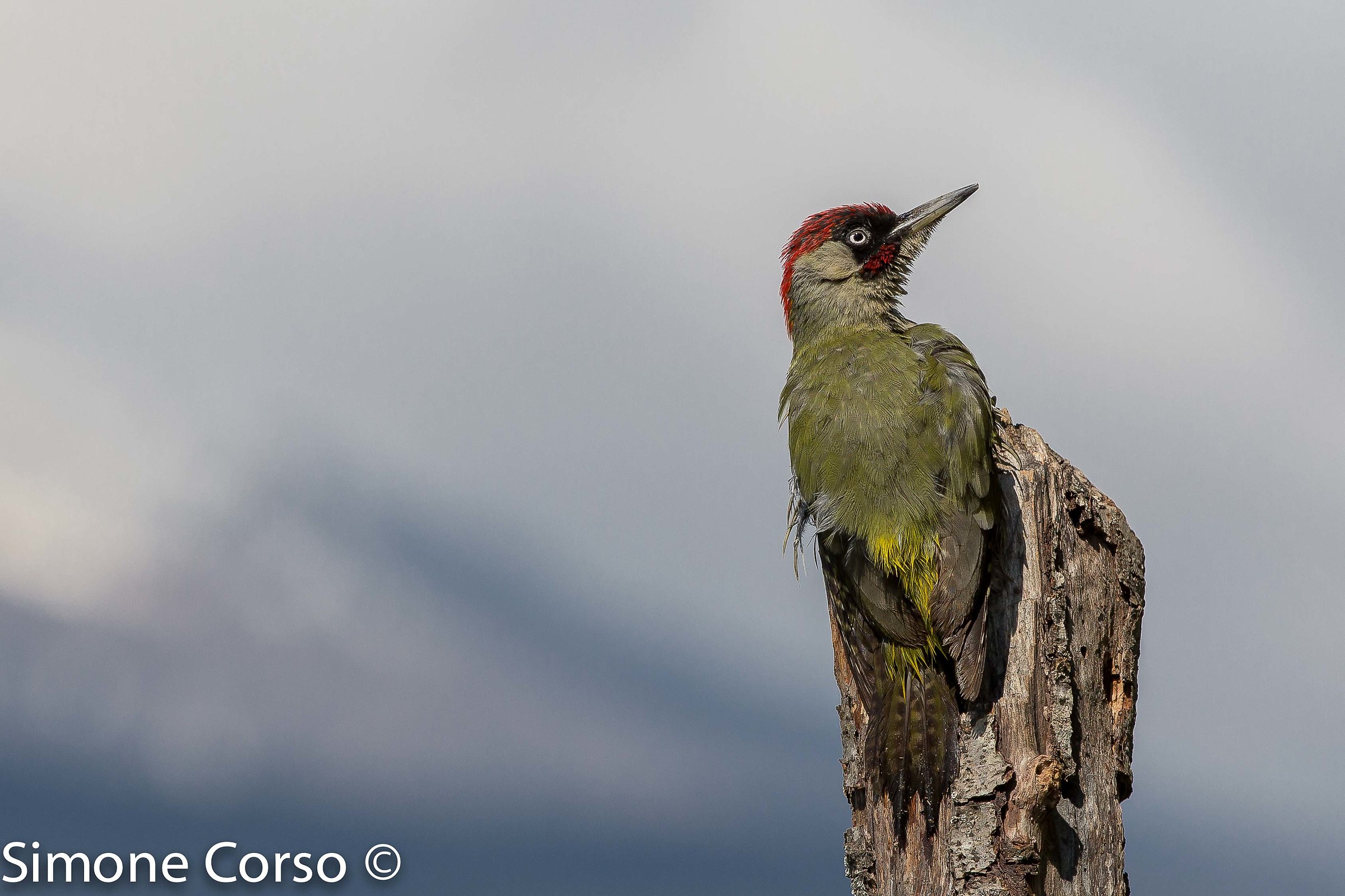 Green woodpecker
