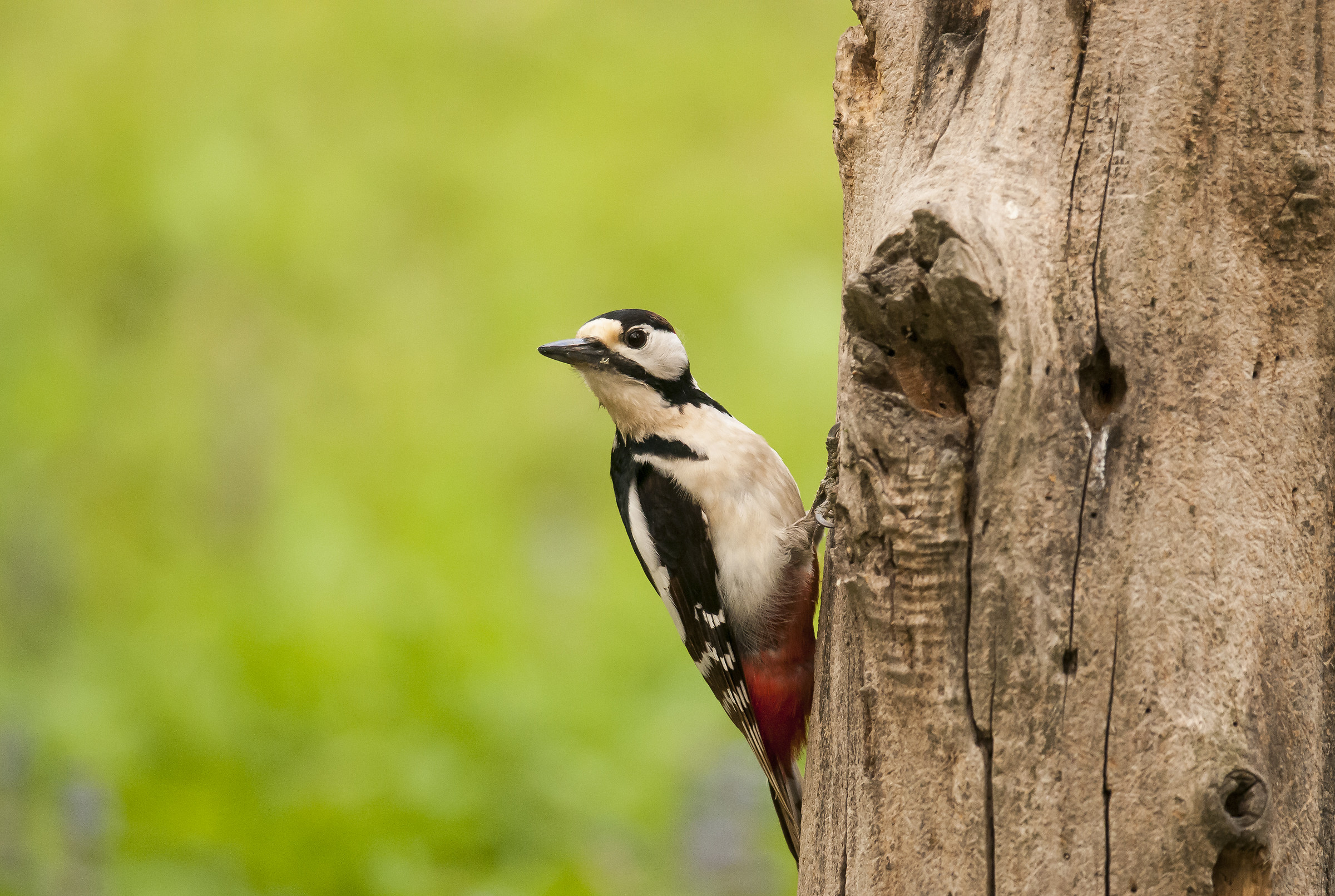 This tree is mine ... do not touch!