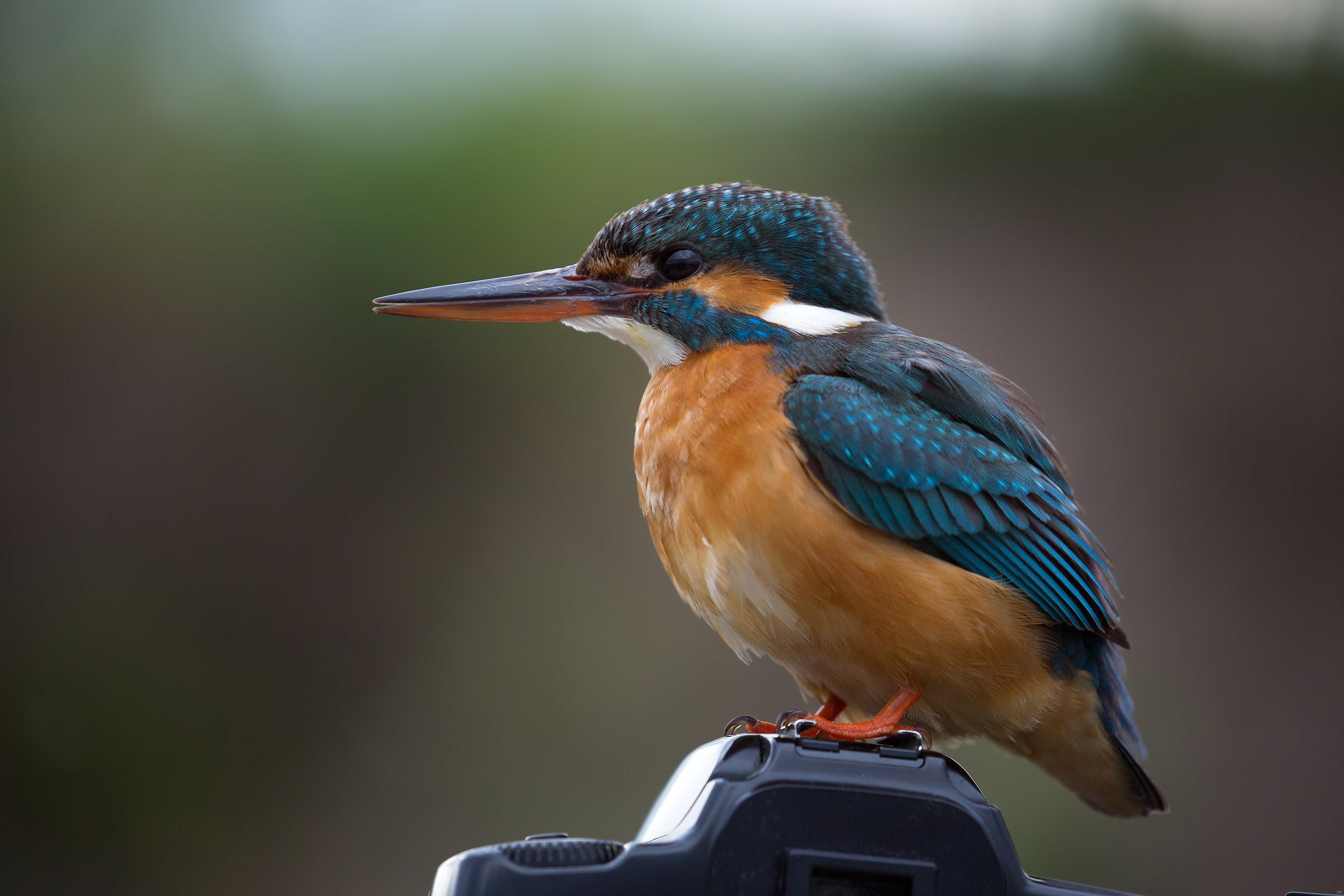 Nuovo Flash Canon....