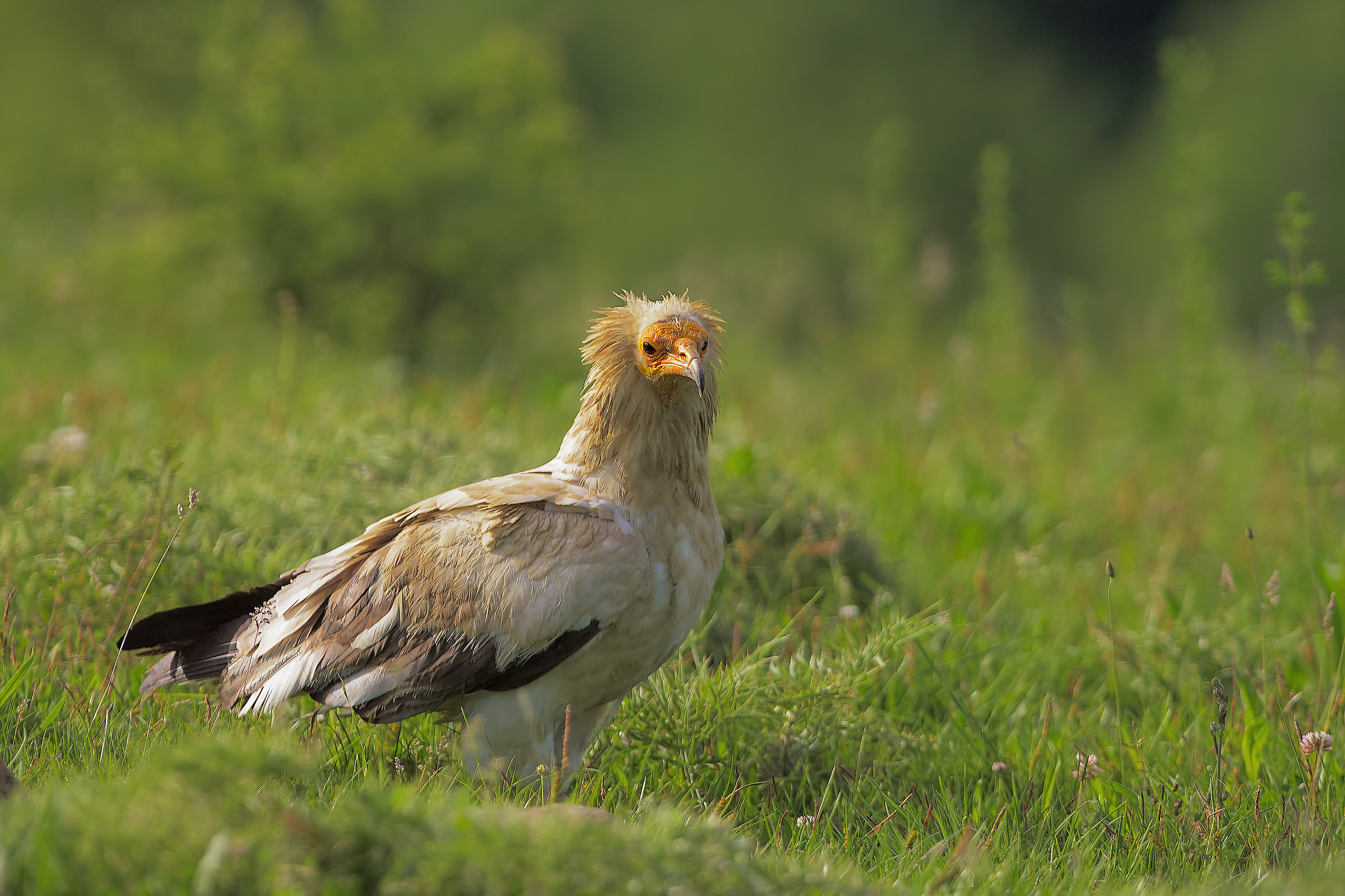 Egyptian vulture