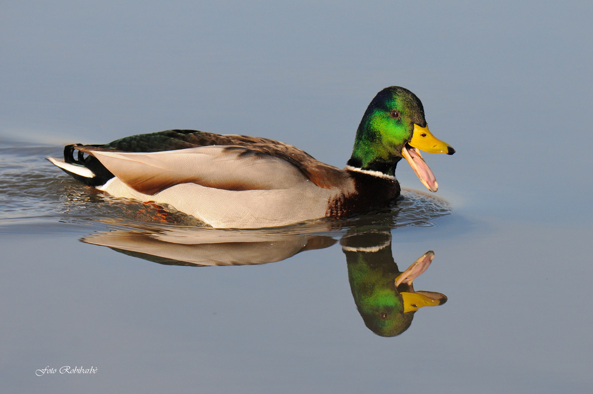 Qua Qua Qua Qua...........