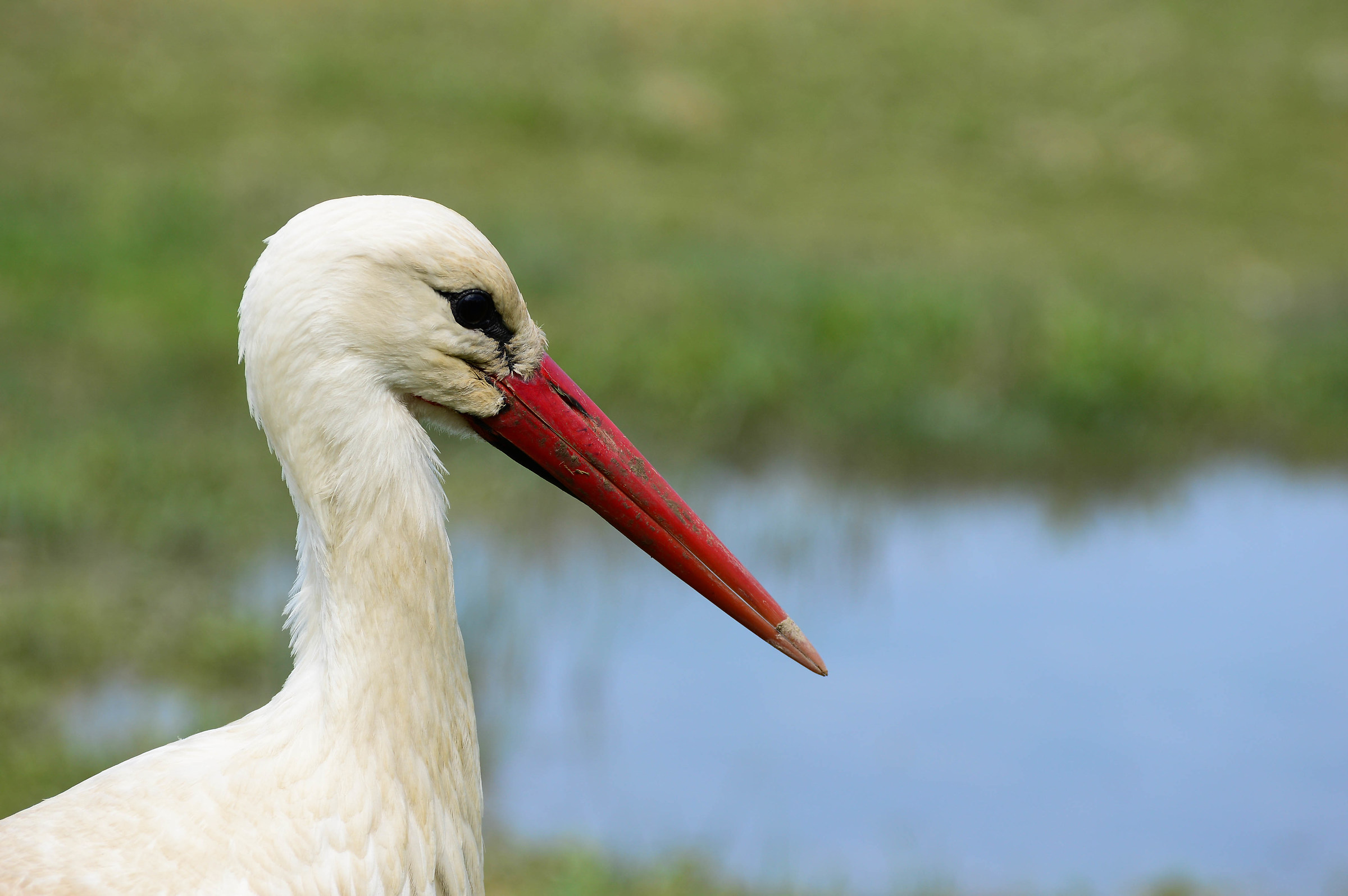 white Stork
