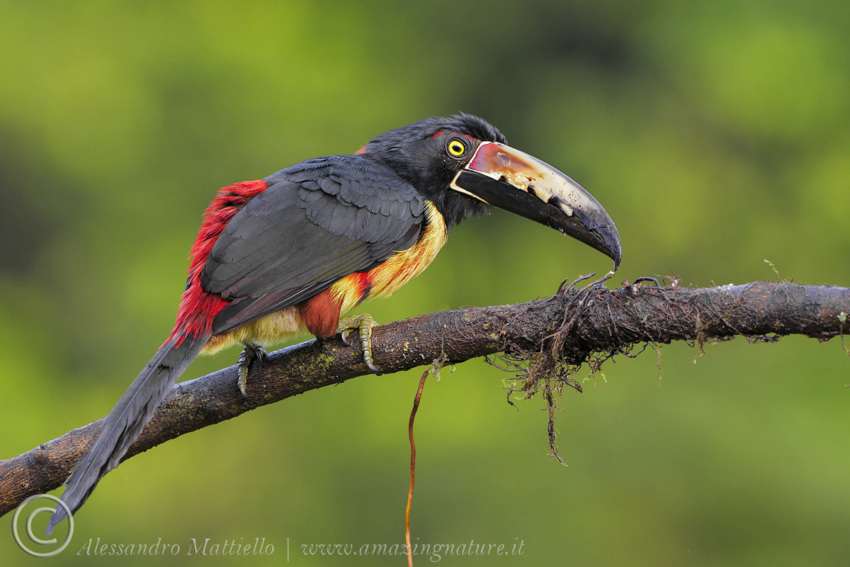 tucanetto aracari