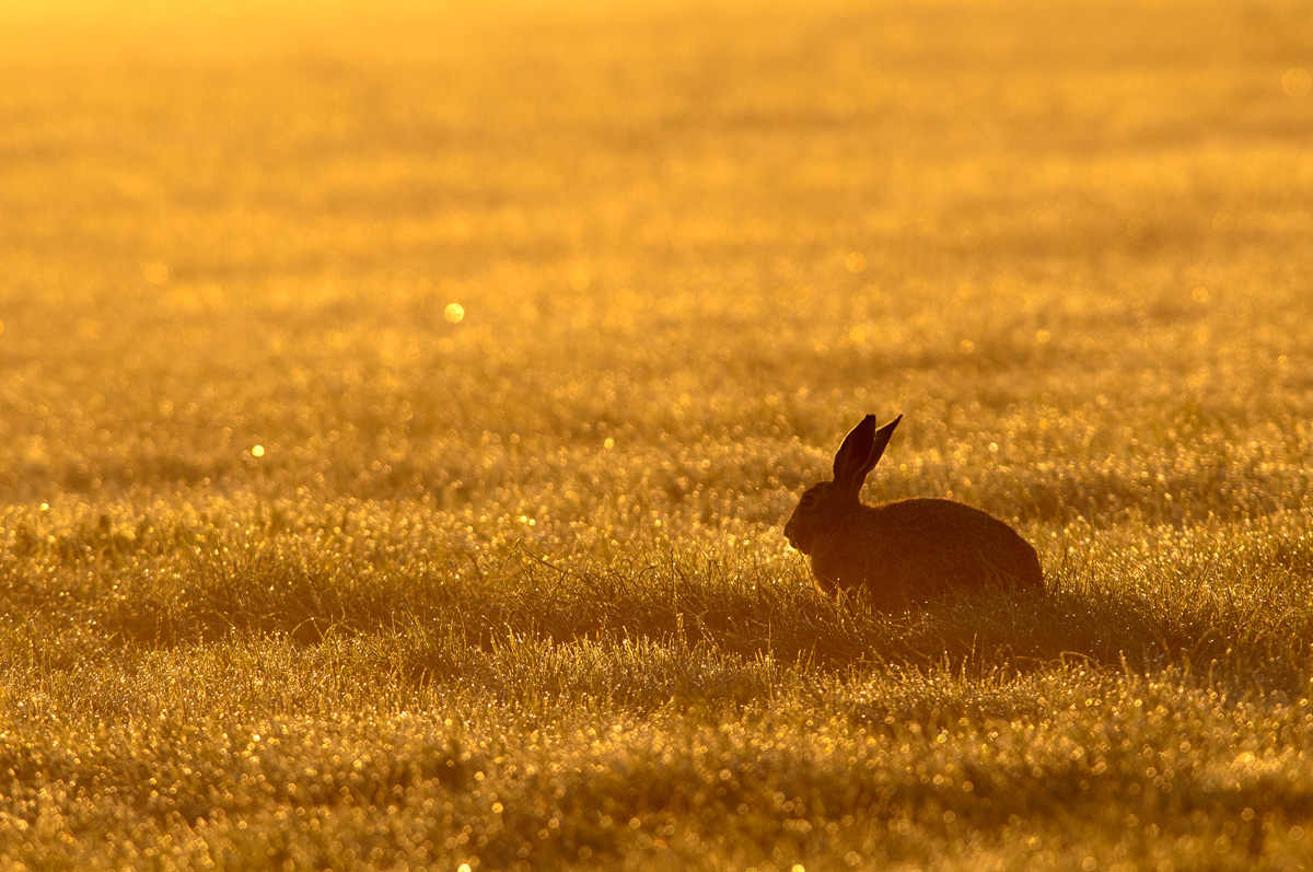 L'oro del mattino