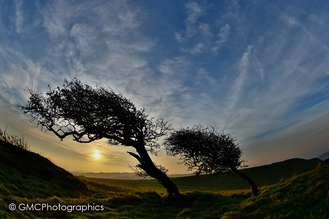 Trees of Colmers Hill