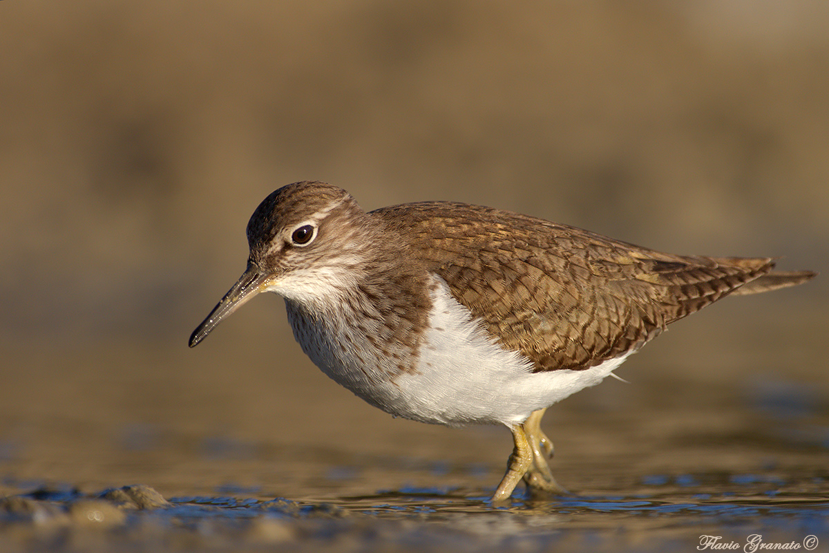 Sandpiper