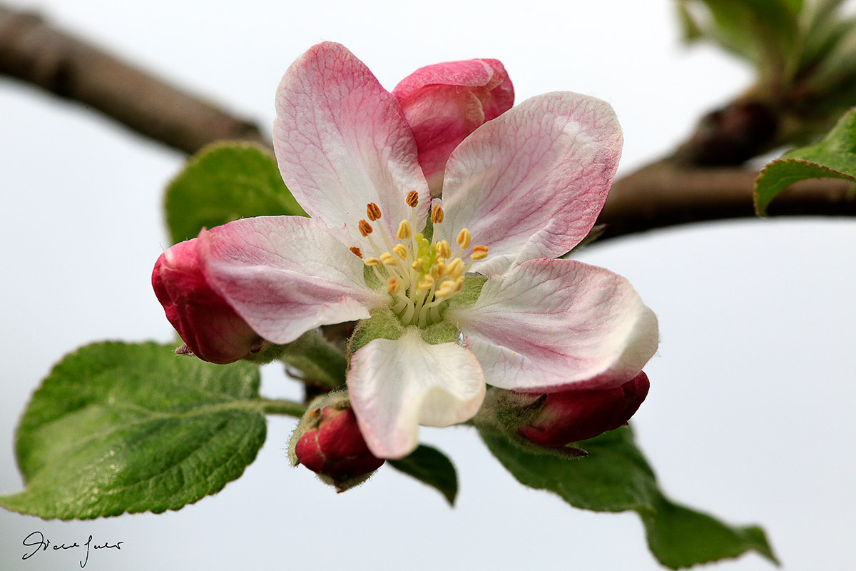Apple Blossom