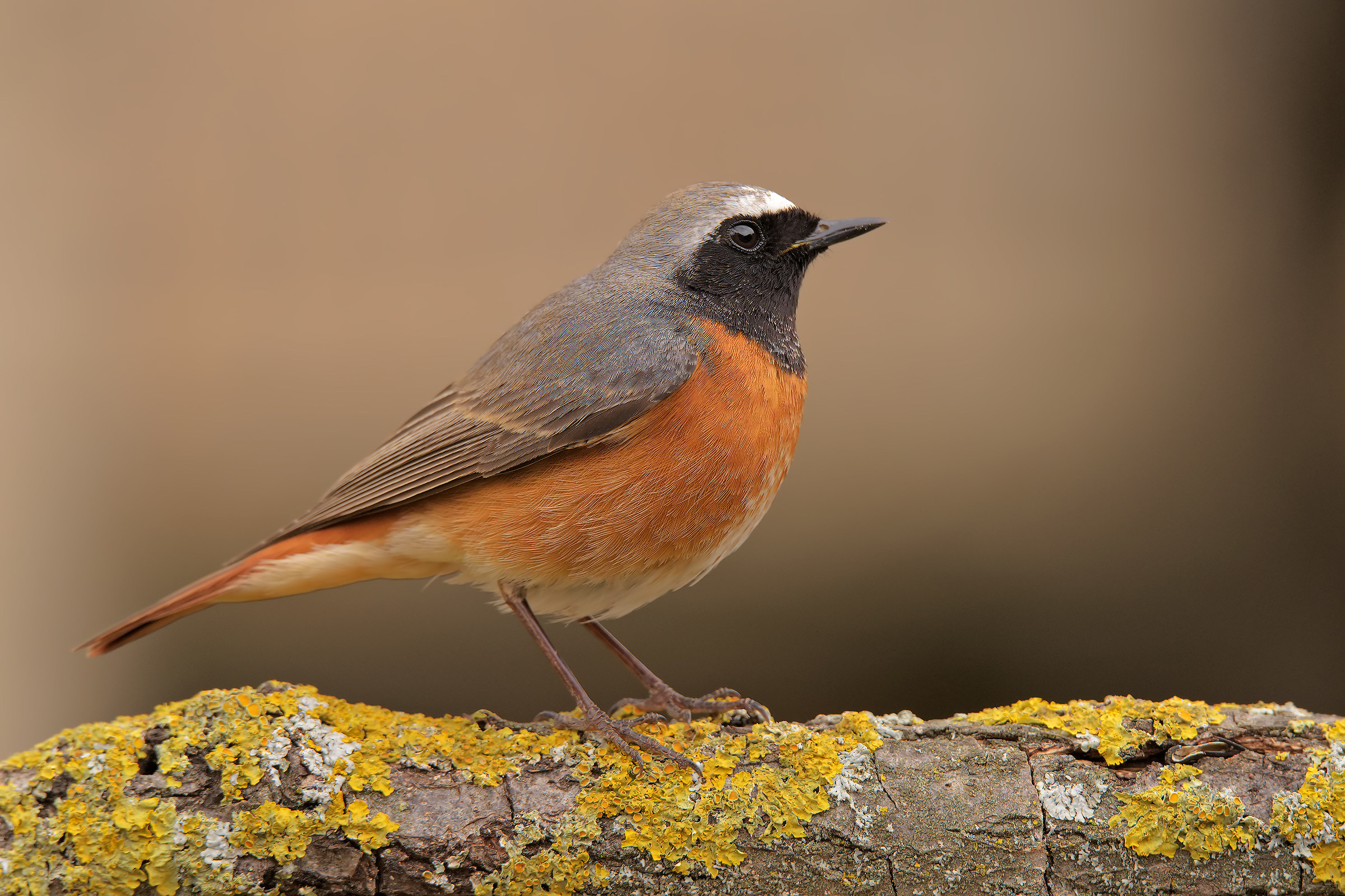 common Redstart