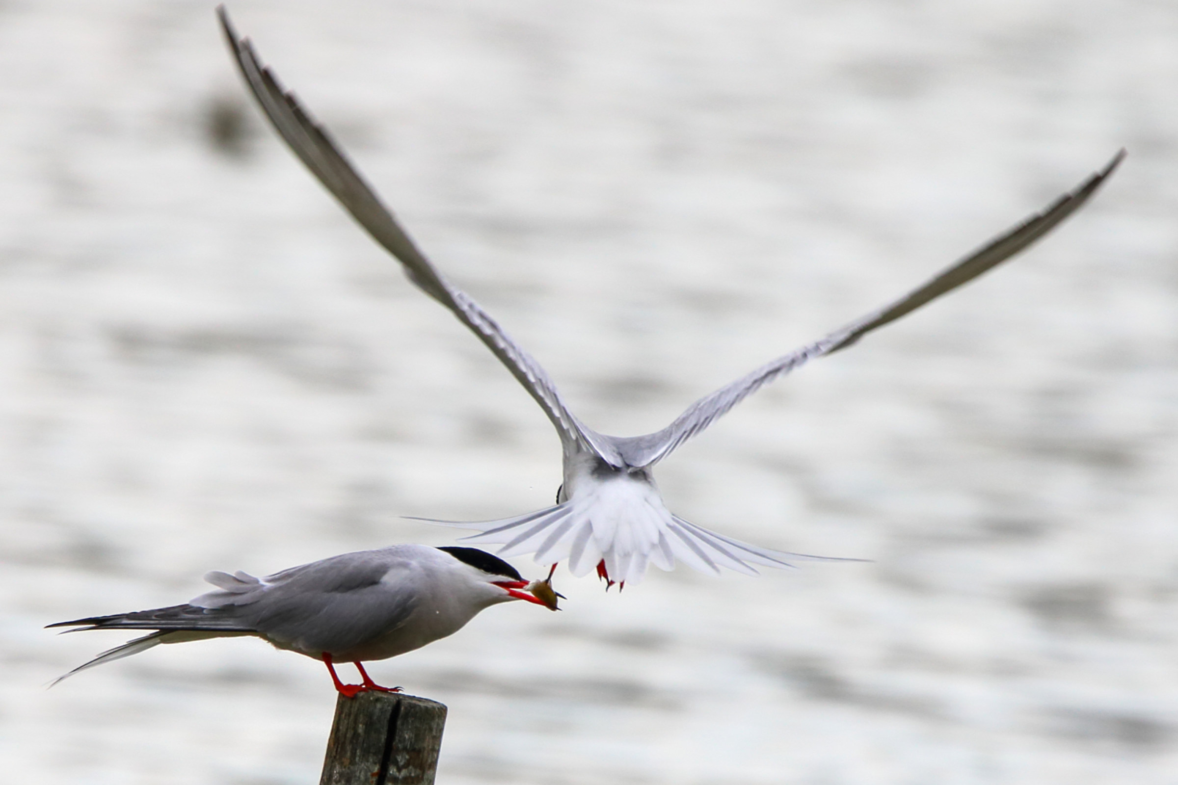 common Tern
