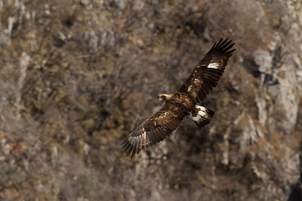 Golden Eagle