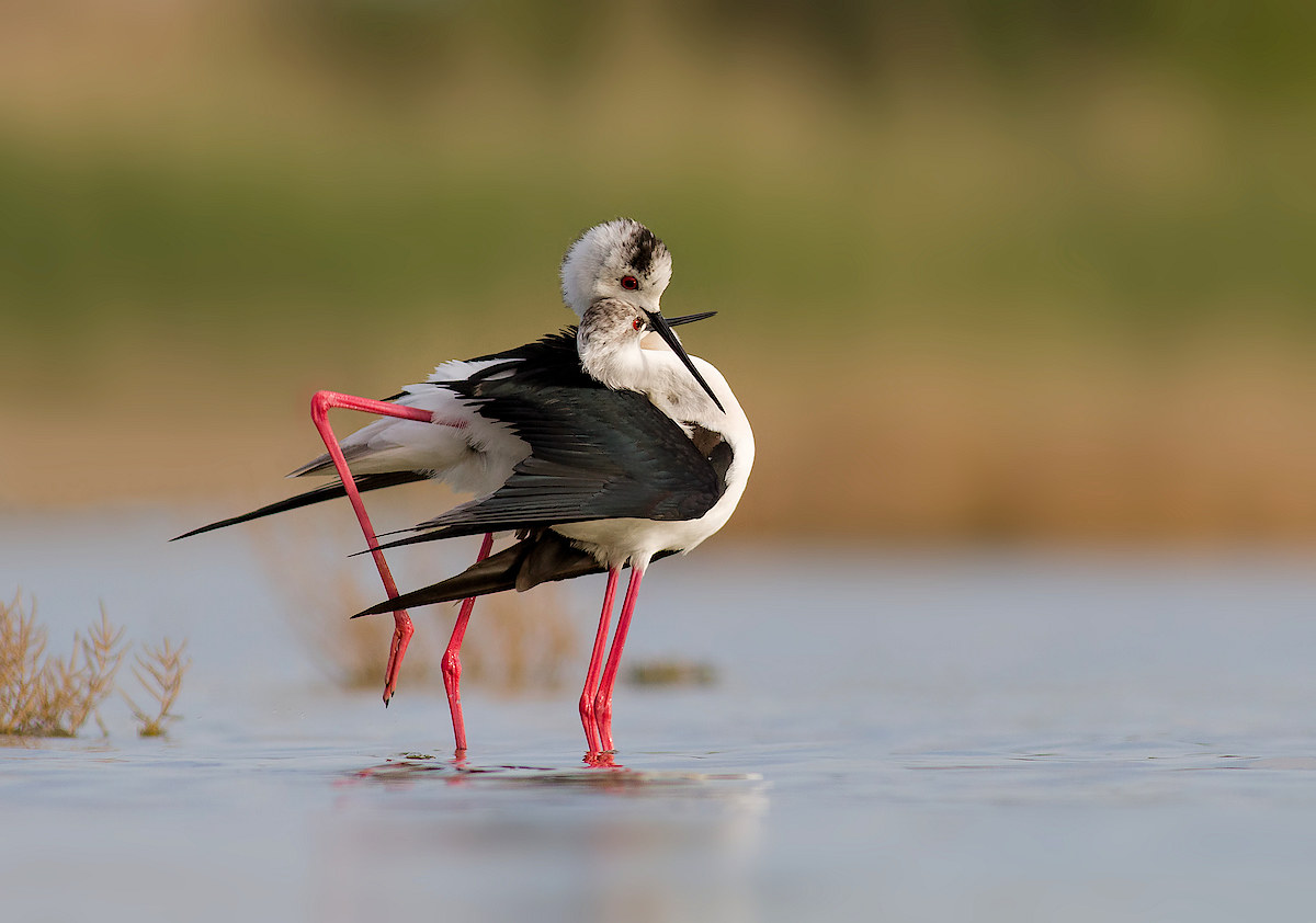 grazie mille Marco, Fabio, Mirco, Luigi, Mommotti, Frit