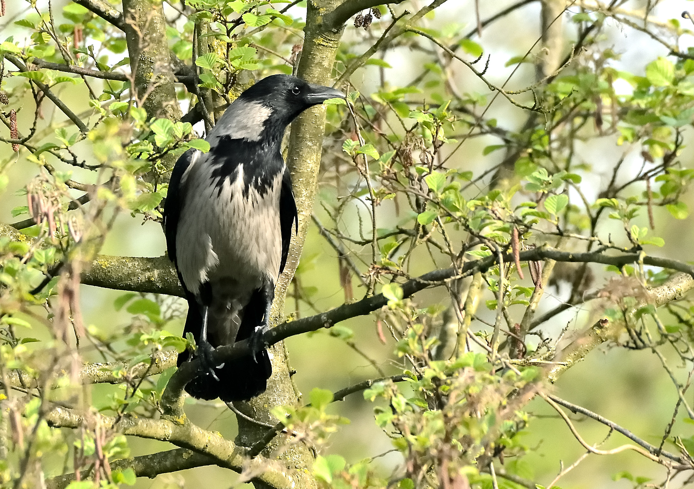 cornacchia grigia:comune ma bella ed elegante anche lei