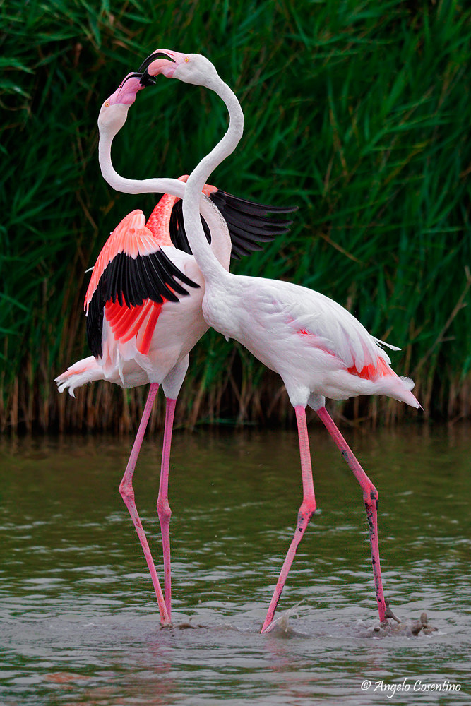 Fenicotteri in lite