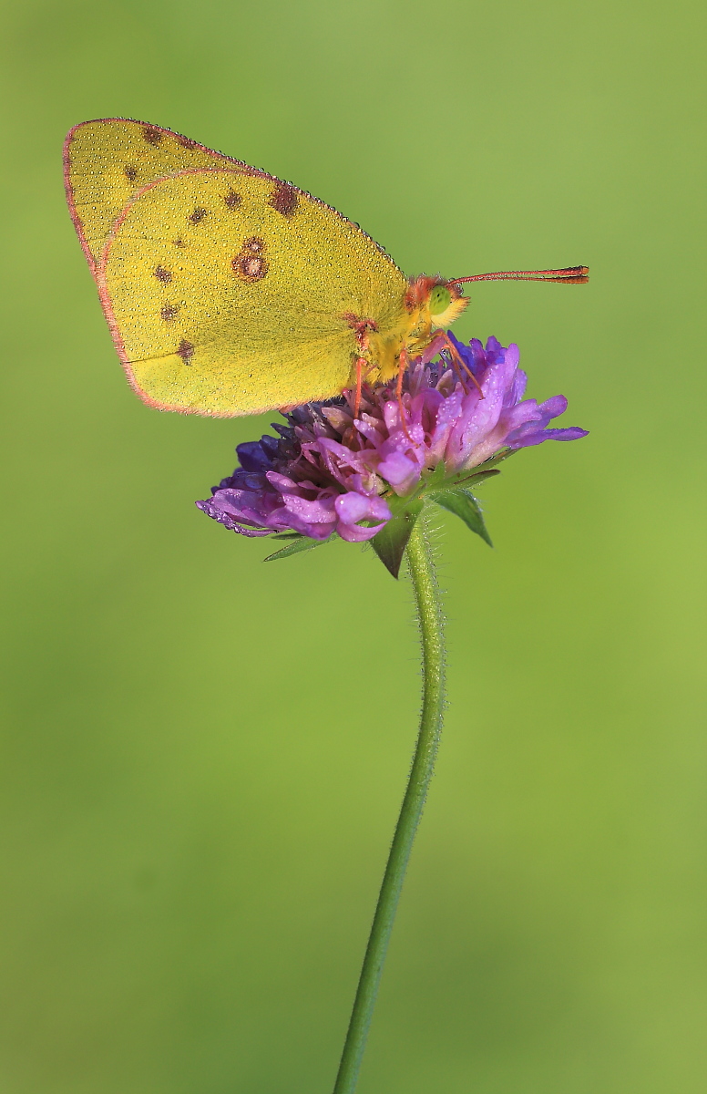 Colias crocea 5