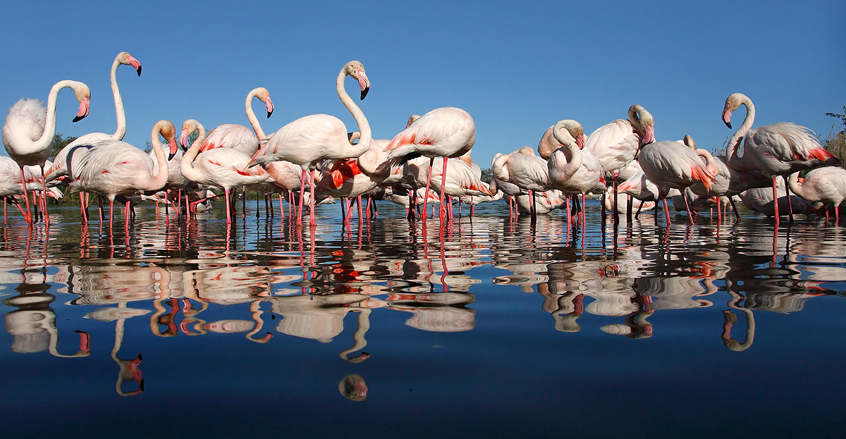 Banda di fenicotteri