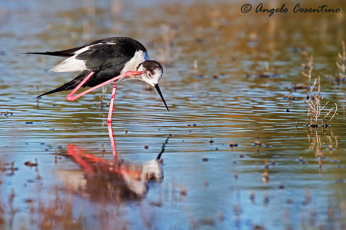 Cavaliere d'Italia - grattatina